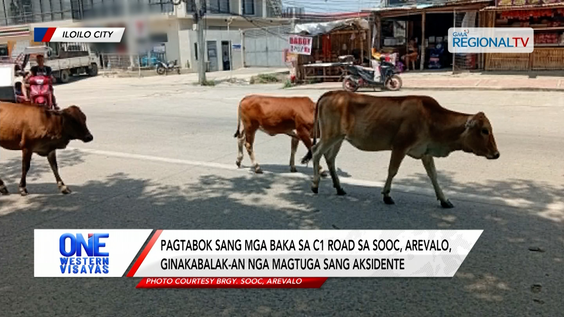 Pagtabok sang mga baka sa C1 road sa Sooc, Arevalo, ginakabalak-an | One Western Visayas