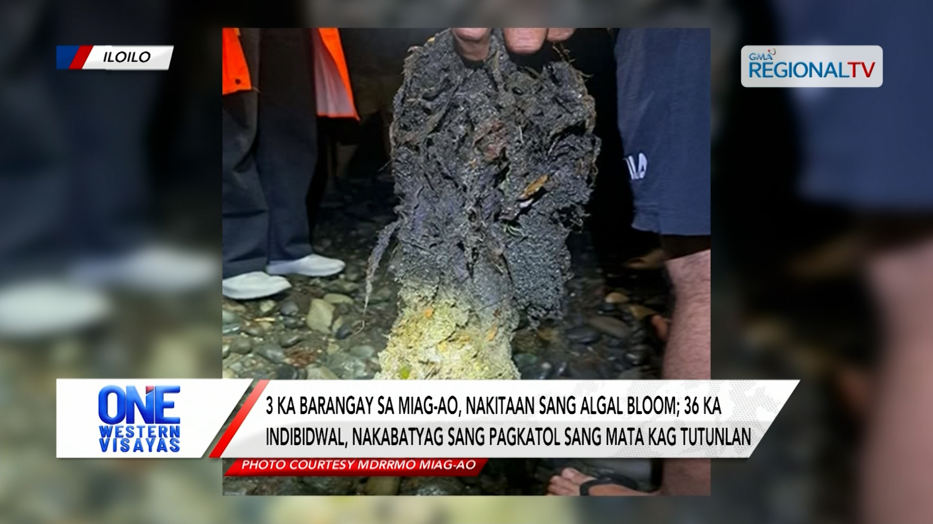 3 ka barangay sa Miag-ao, nakitaan sang algal bloom; 36 ka indibidwal, apektado| One Western Visayas