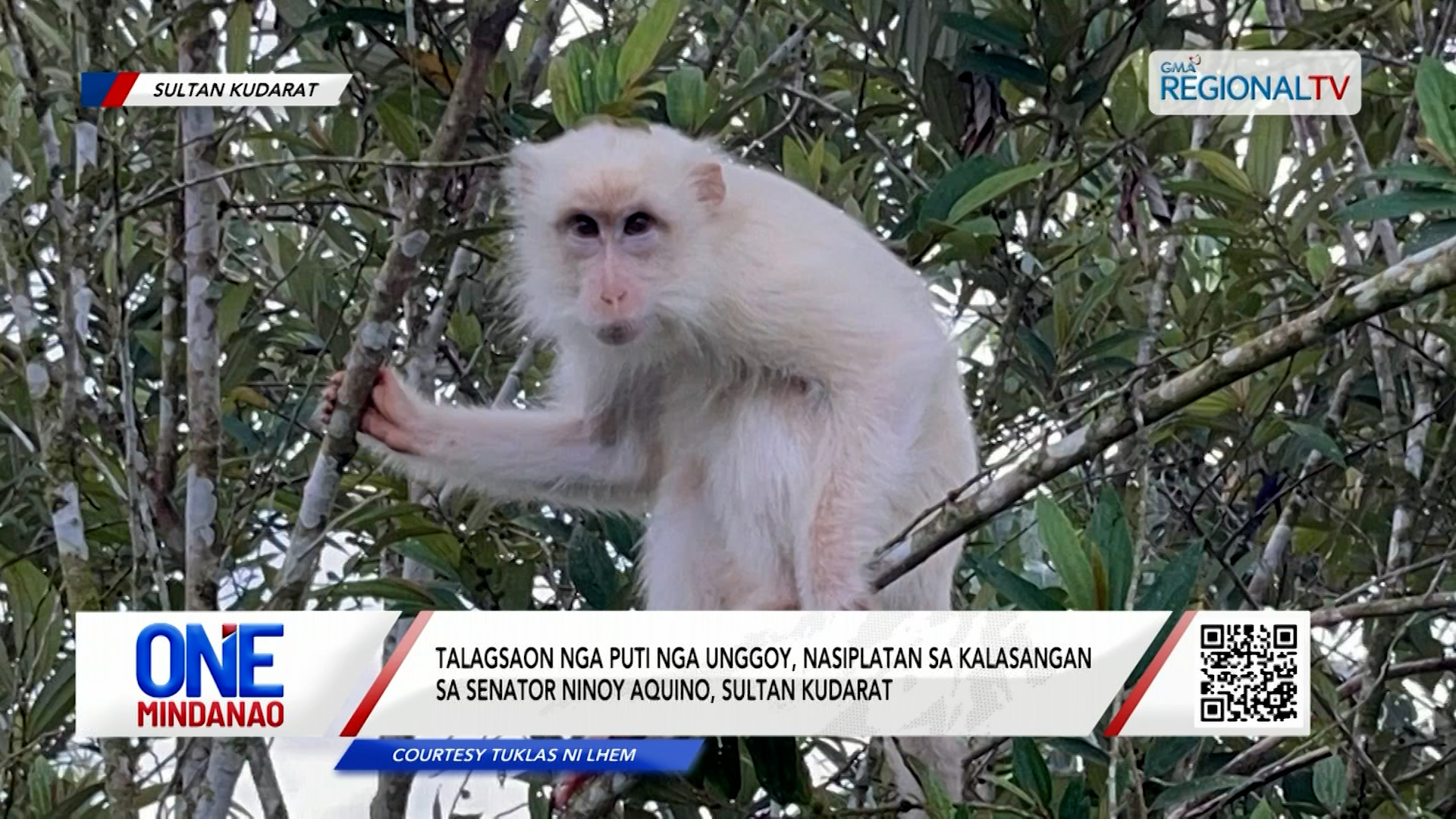 Talagsaon nga puti nga unggoy, nasiplatan sa kalasangan I One Mindanao