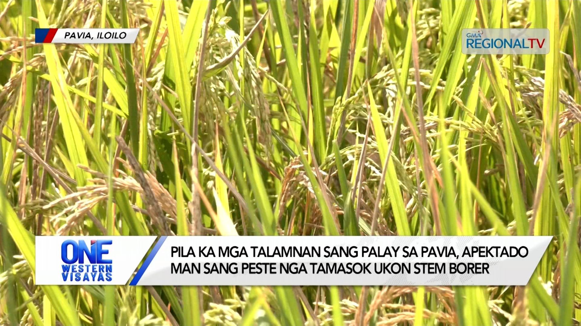 Pila ka mga talamnan sang palay sa Pavia, apektado man sang peste nga tamasok