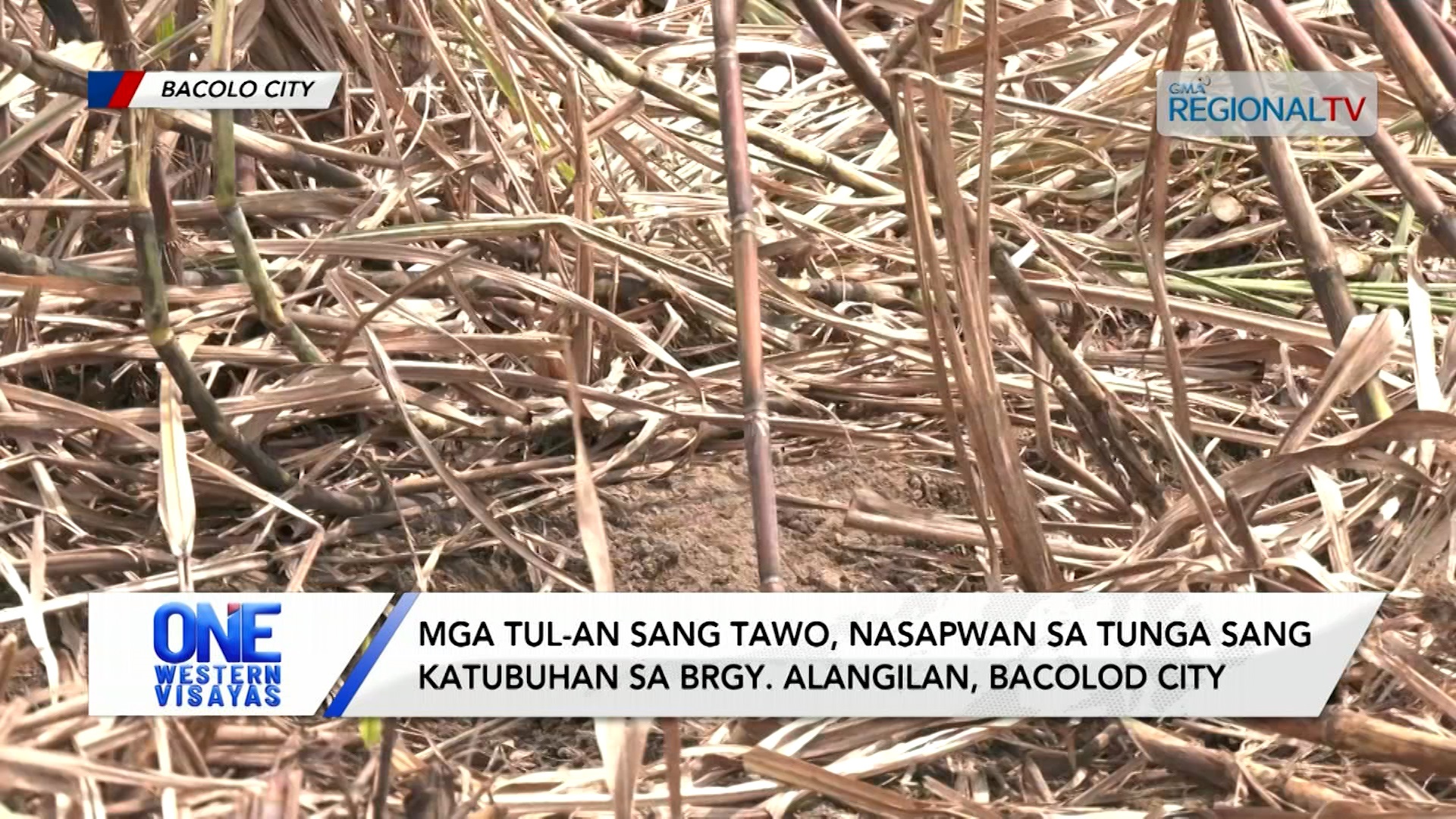 Mga tul-an sang tawo, nasapwan sa tunga sang katubuhan sa Bacolod City