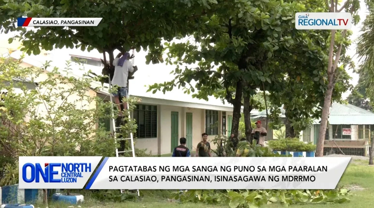 Pagtatabas ng mga puno sa mga paaralan, isinasagawa ng Calasiao MDRRMO