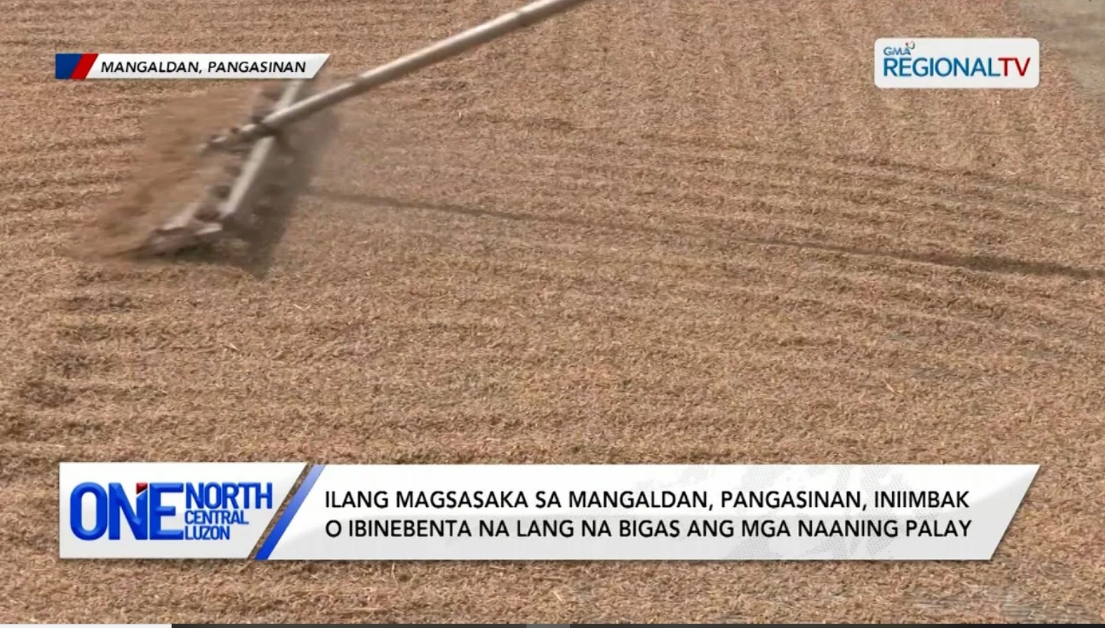 Ilang magsasaka, iniimbak o ibinebenta na lang ang mga naaning palay