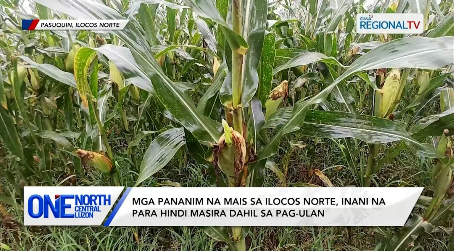 Mga pananim na mais sa Ilocos Norte, inani na para hindi masira