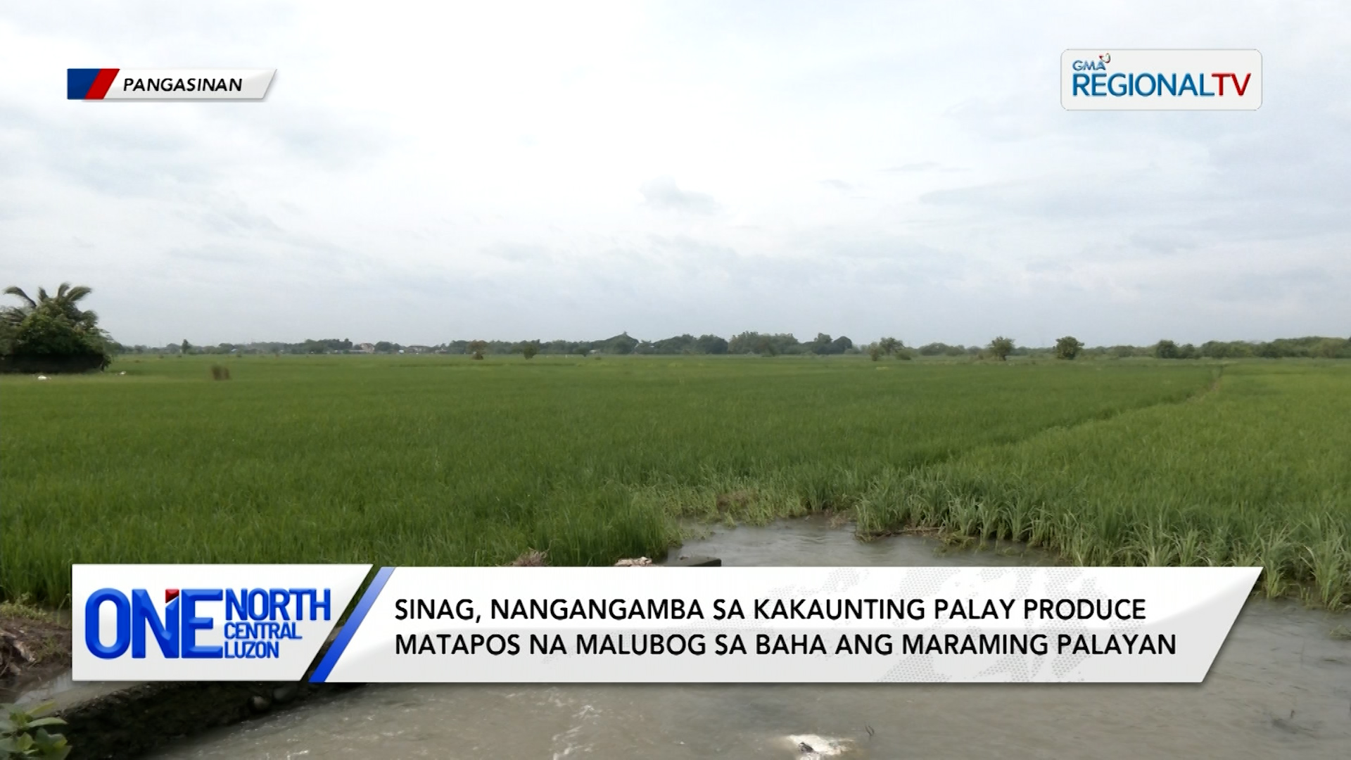SINAG, nangangamba sa kakaunting palay produce matapos ang baha sa palayan | One North Central Luzon
