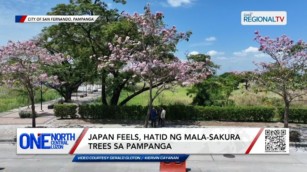 Japan feels, hatid ng mala-sakura trees sa Pampanga | One North Central Luzon