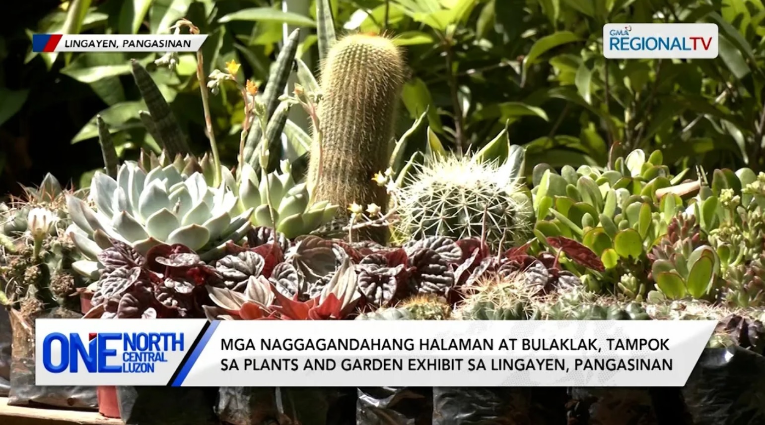 Mga naggagandahang halaman at bulaklak, tampok sa plants and garden exhibit