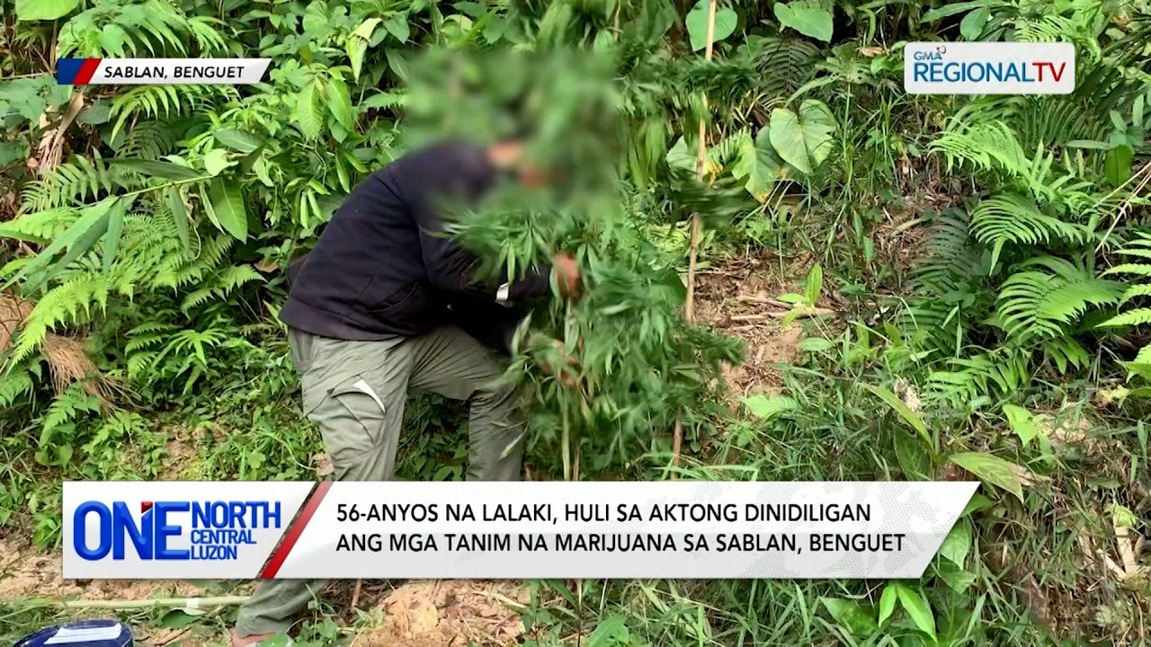 Lalaki, huli sa aktong dinidiligan ang mga tanim na marijuana | One North Central Luzon