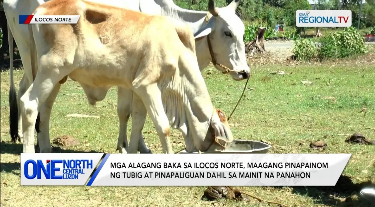 Mga alagang baka sa Ilocos Norte, maagang pinapainom ng tubig