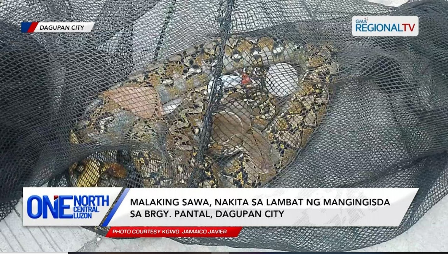 Malaking sawa, nakita sa lambat ng mangingisda sa Dagupan City | One North Central Luzon