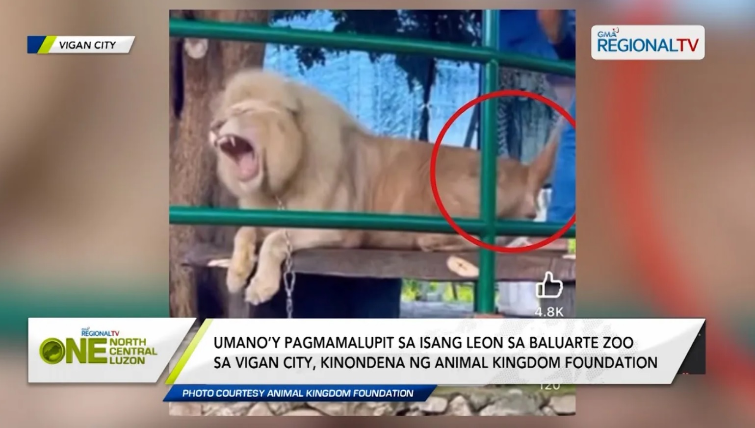 Umano’y pagmamalupit sa isang leon sa Baluarte Zoo sa Vigan City, kinondena