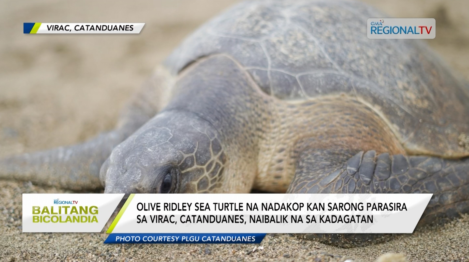 Olive ridley sea turtle na nadakop sa Virac, naibalik na sa kadagatan