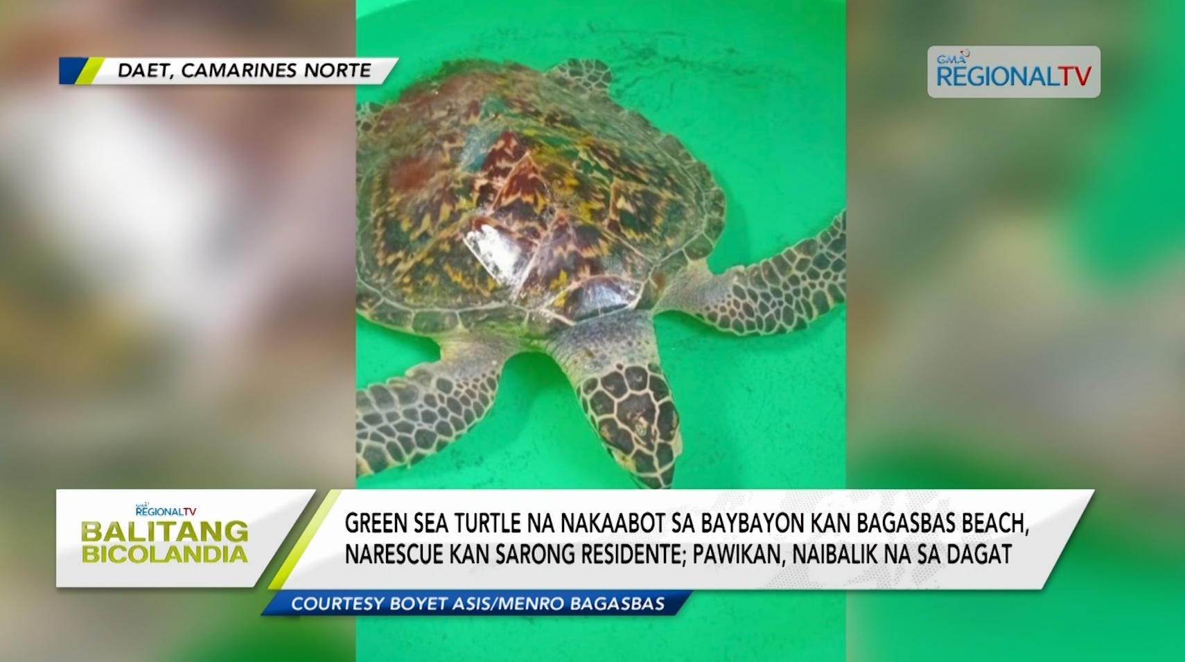 Green sea turtle na nakaabot sa baybayon kan Bagasbas Beach, narescue