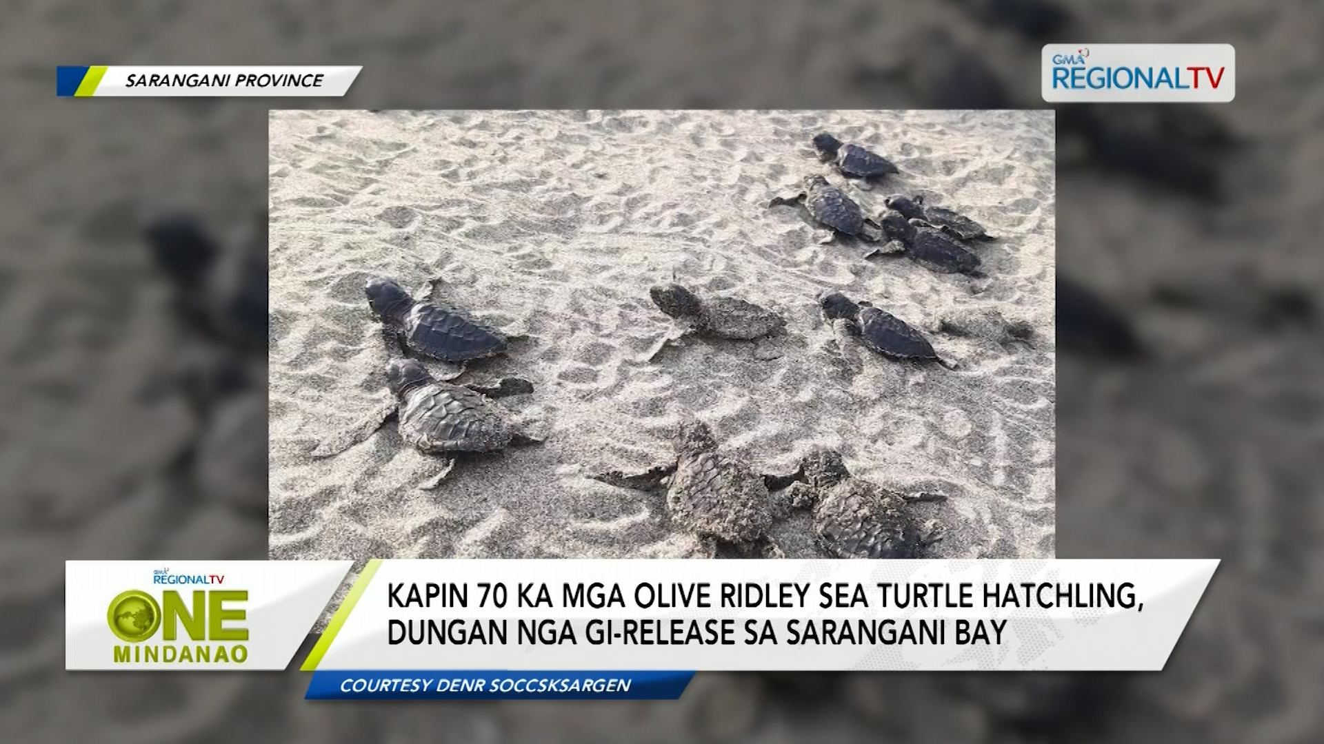 Hayop sa Balita | January 25, 2024