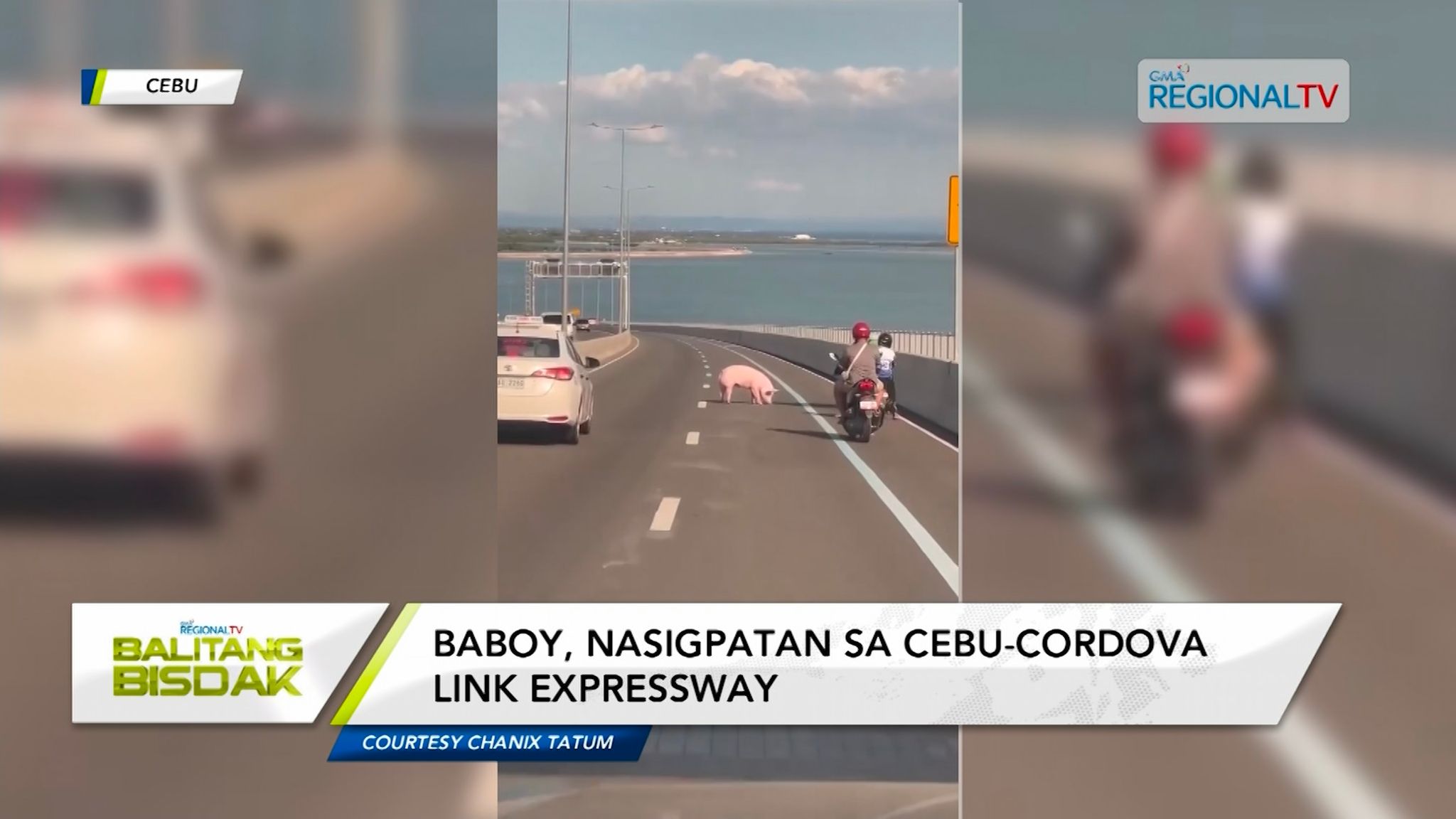 Baboy sa Cebu Expressway