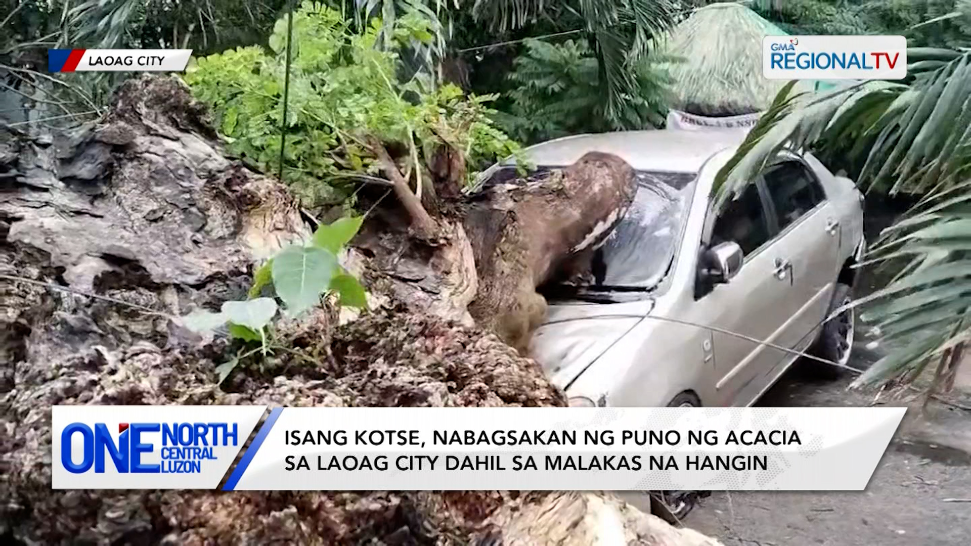 Isang kotse, nabagsakan ng puno ng acacia sa Laoag City