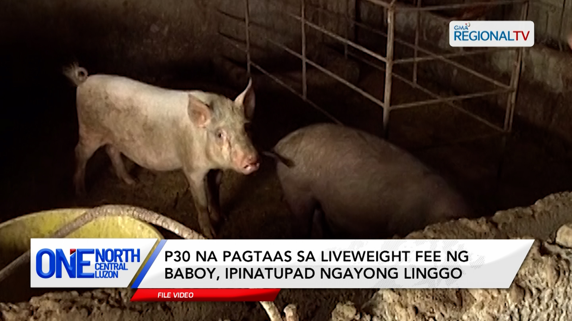 P30 na pagtaas sa liveweight fee ng baboy, ipinatupad ngayong linggo