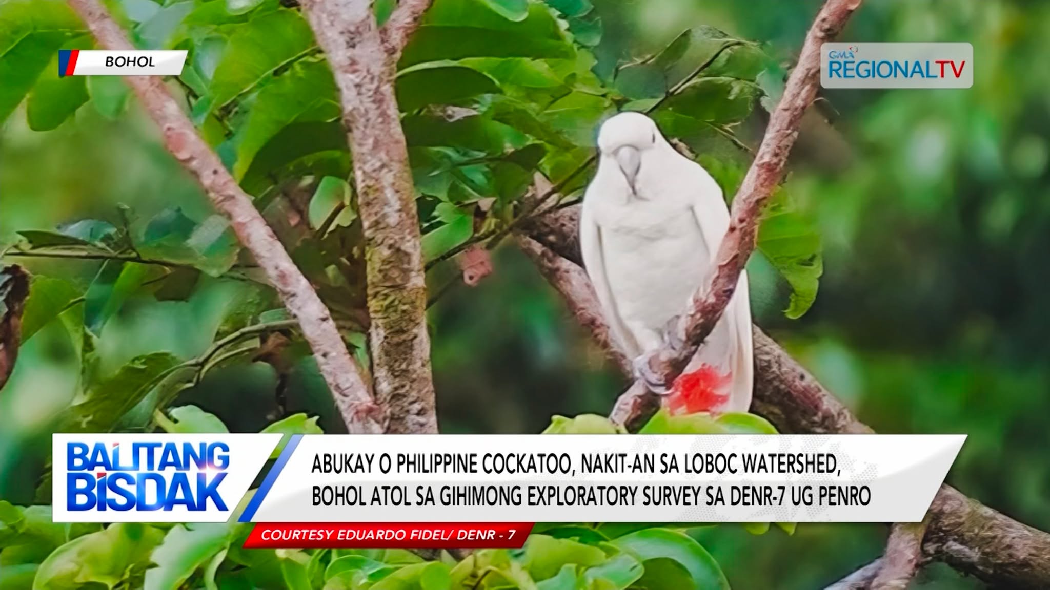 Abukay o Philippine Cockatoo, nakit-an sa Loboc Watershed, Bohol