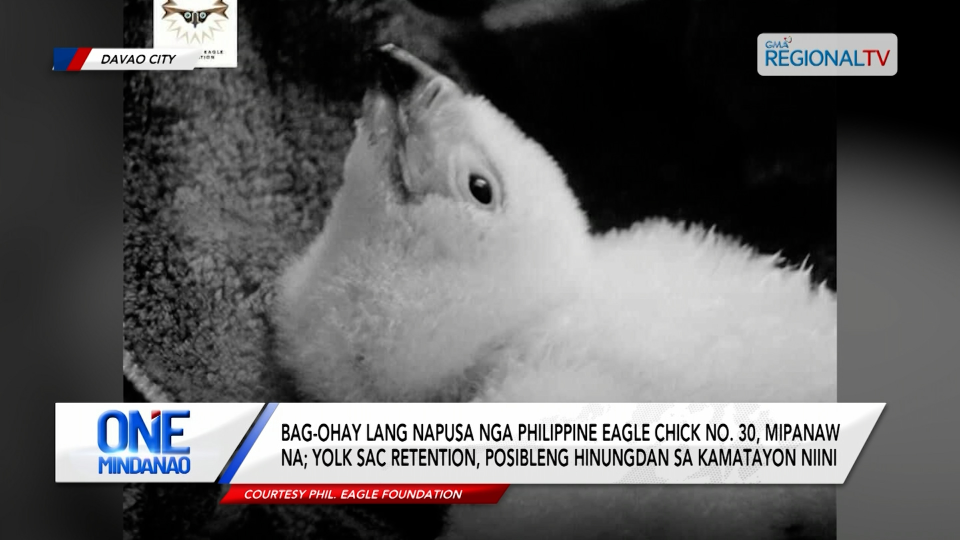 Bag-ohay lang napusa nga Philippine Eagle Chick No. 30, mipanaw na