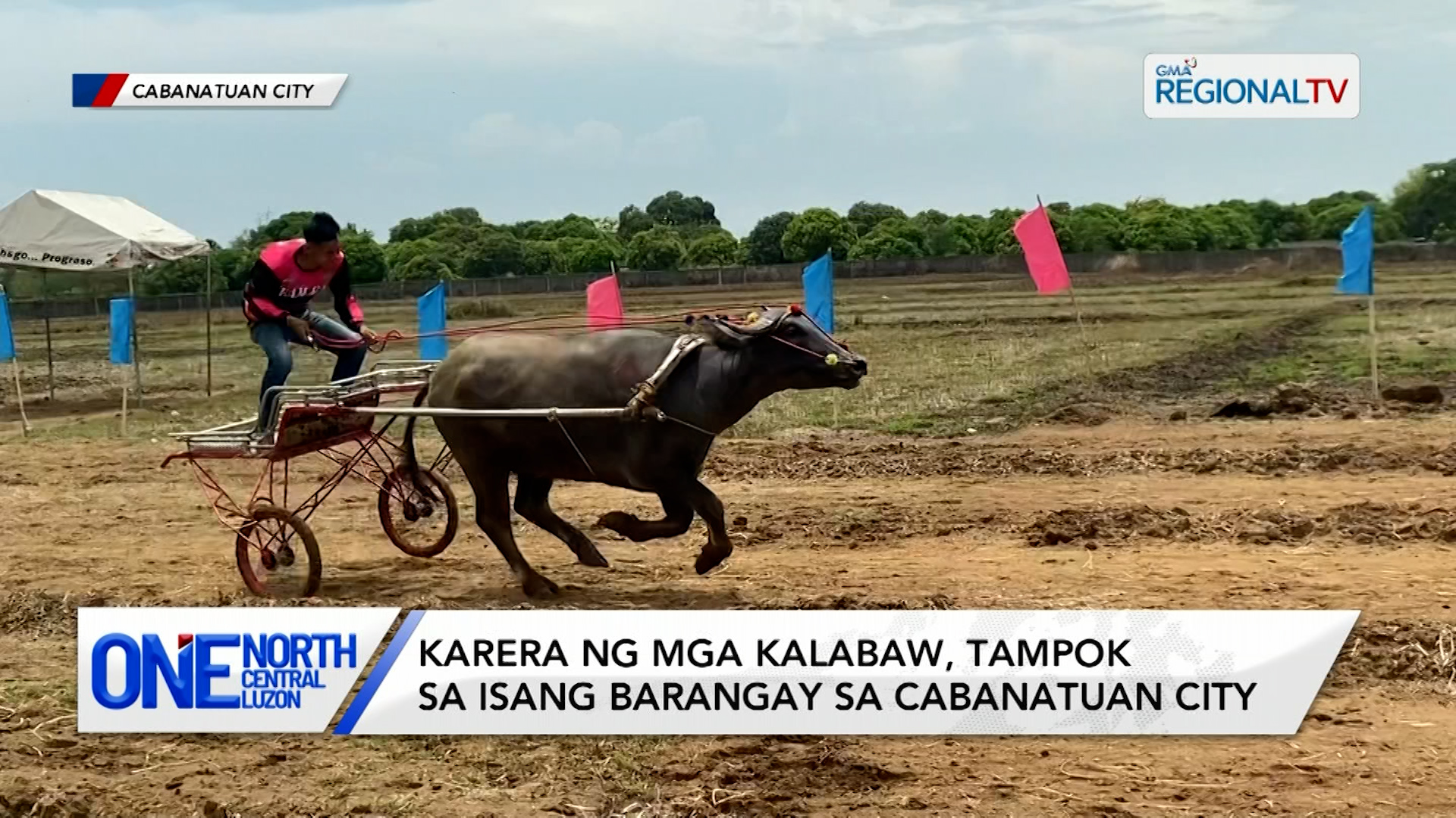 Karera ng mga kalabaw, tampok sa isang barangay sa Cabanatuan City