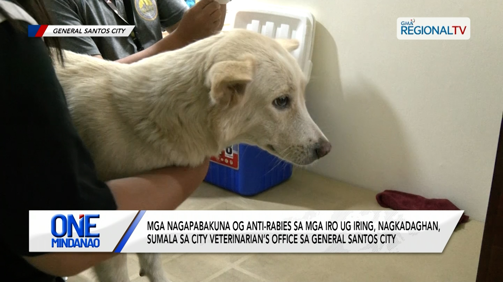 Mga nagapabakuna og anti-rabies sa mga iro ug iring, nagkadaghan