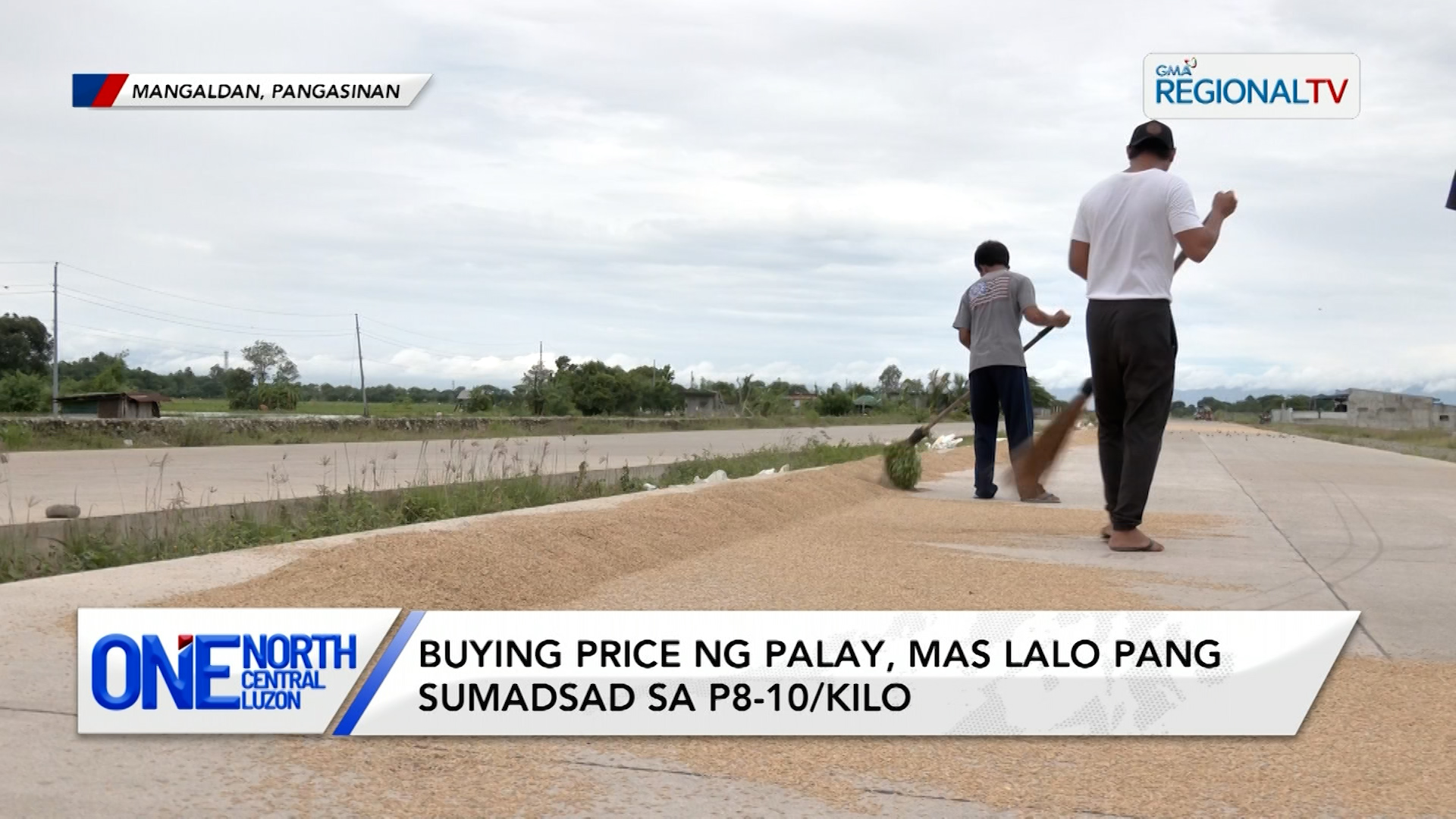 Buying price ng palay, mas lalo pang sumadsad sa P8-10/kilo