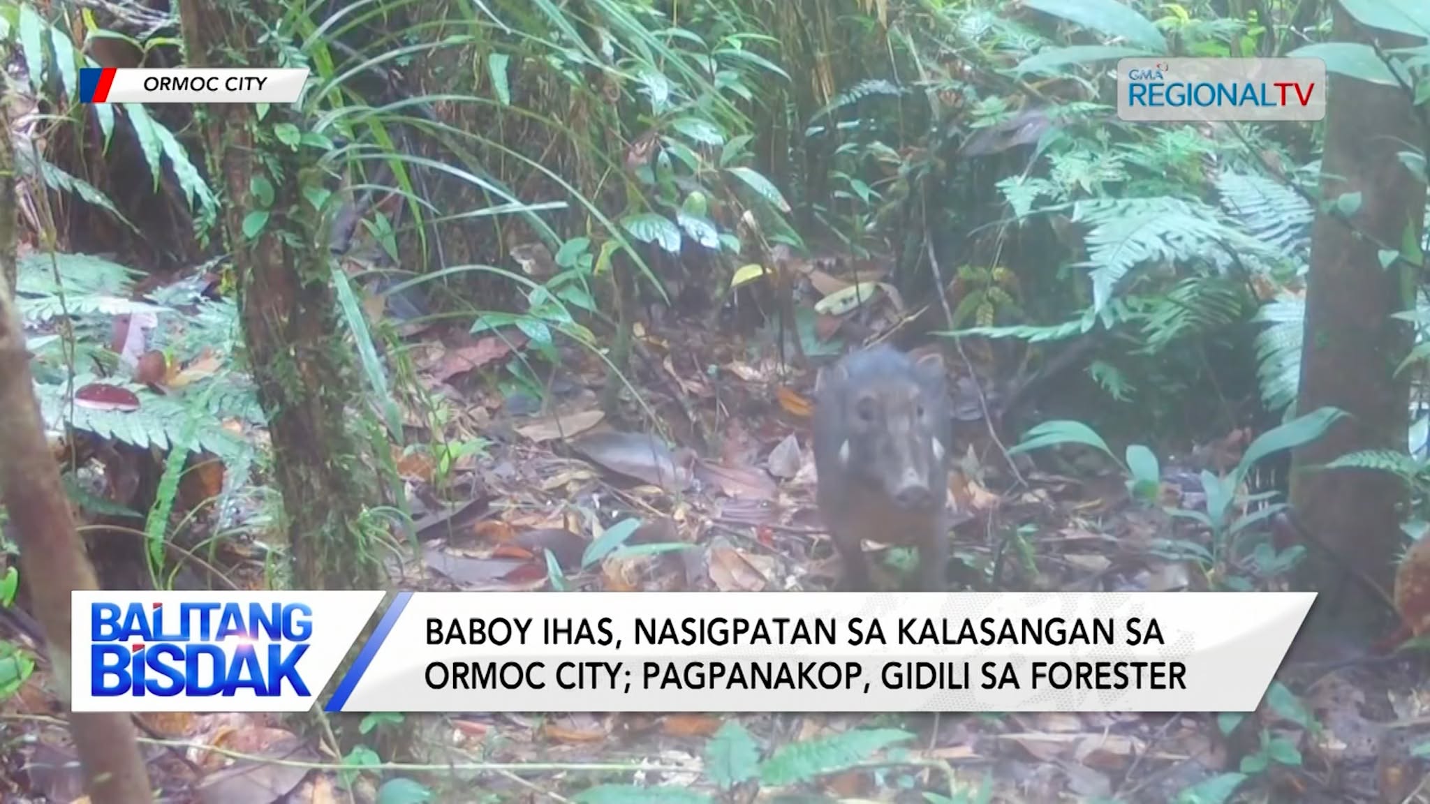 Baboy ihas, nasigpatan sa kalasangan sa Ormoc City
