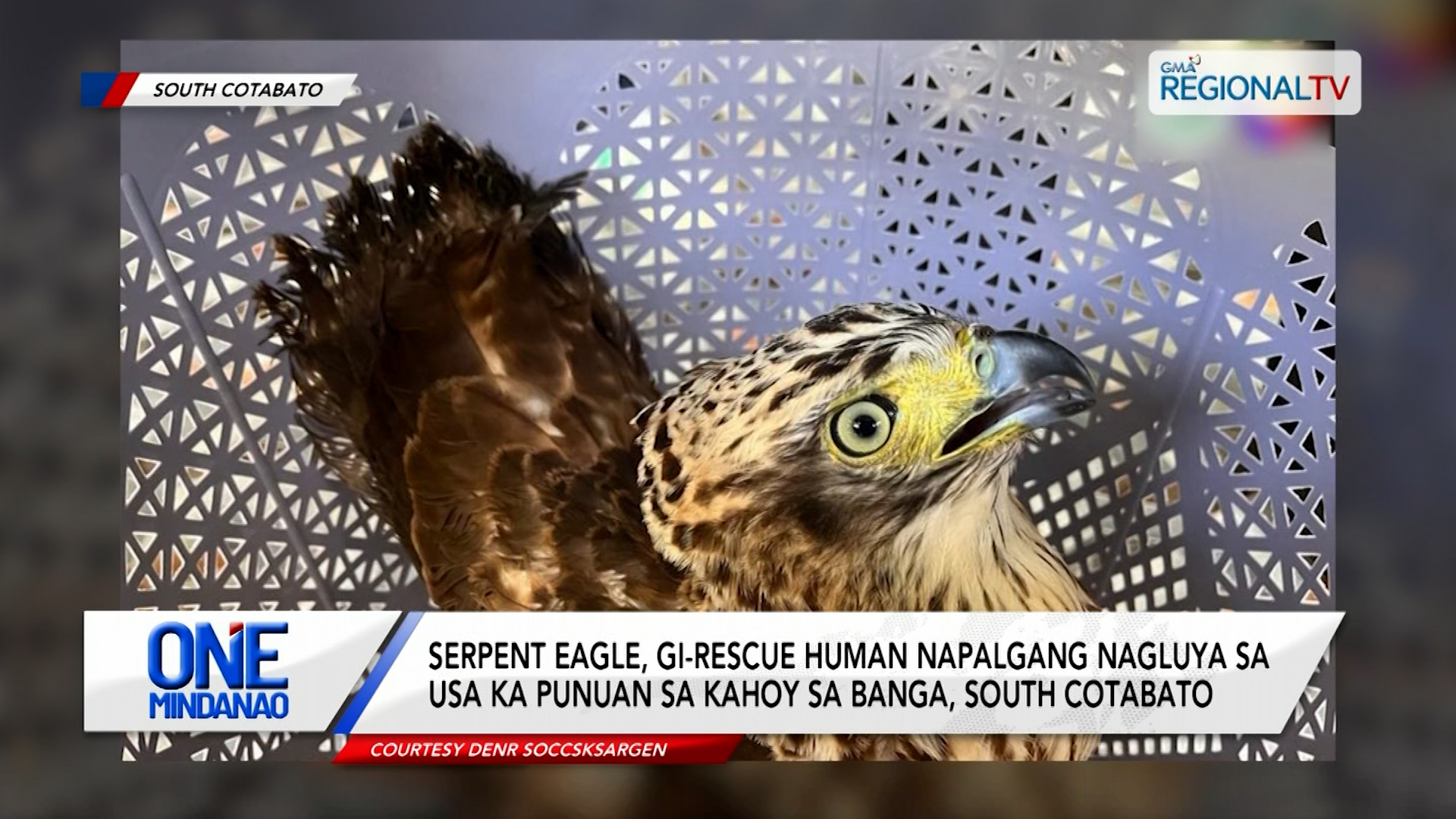 Serpent Eagle, gi-rescue human napalgang nagluya sa Banga, South Cotabato| One Mindanao