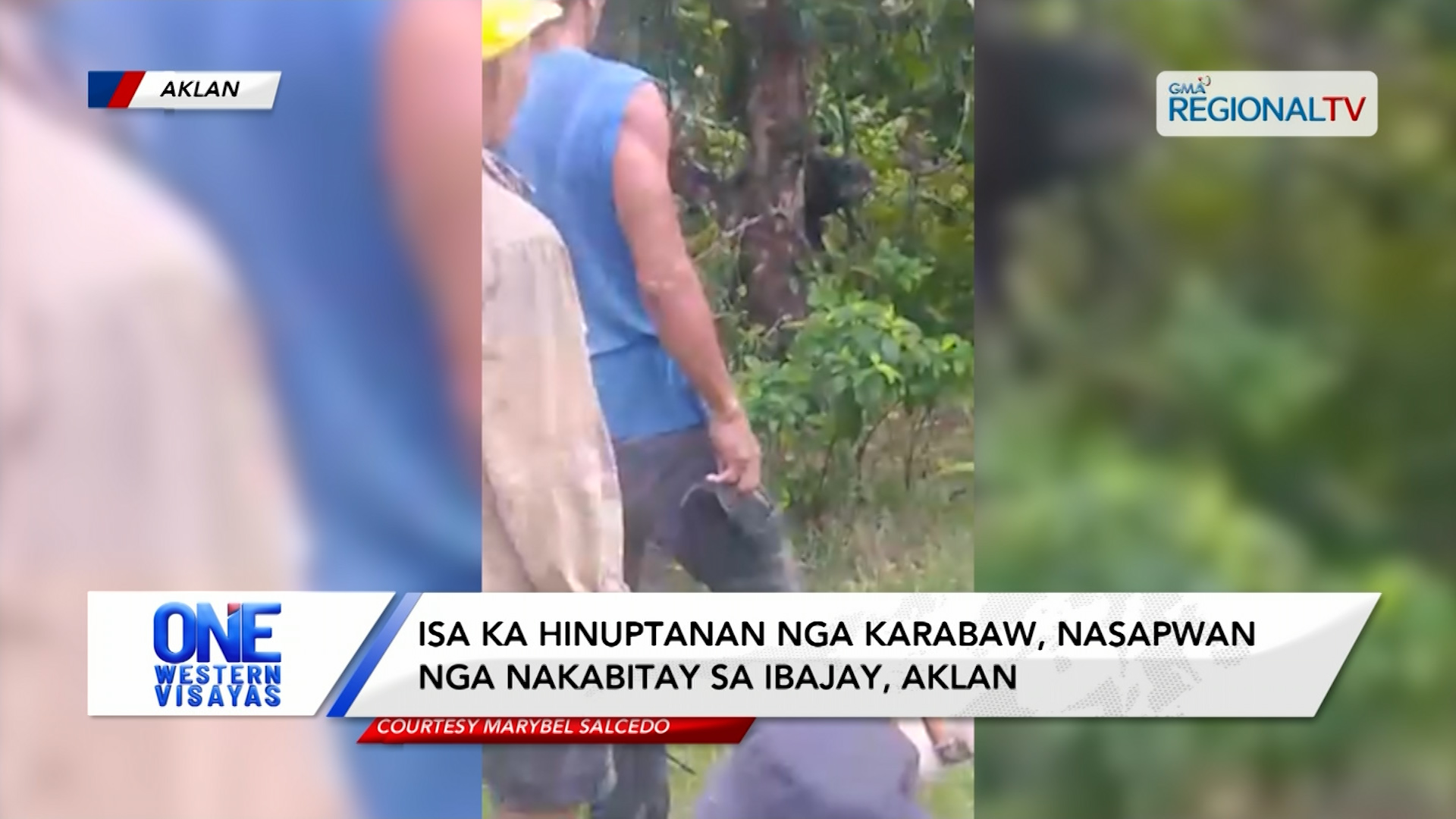 Isa ka hinuptanan nga karabaw, nasapwan nga nakabitay sa Ibajay, Aklan | One Western Visayas