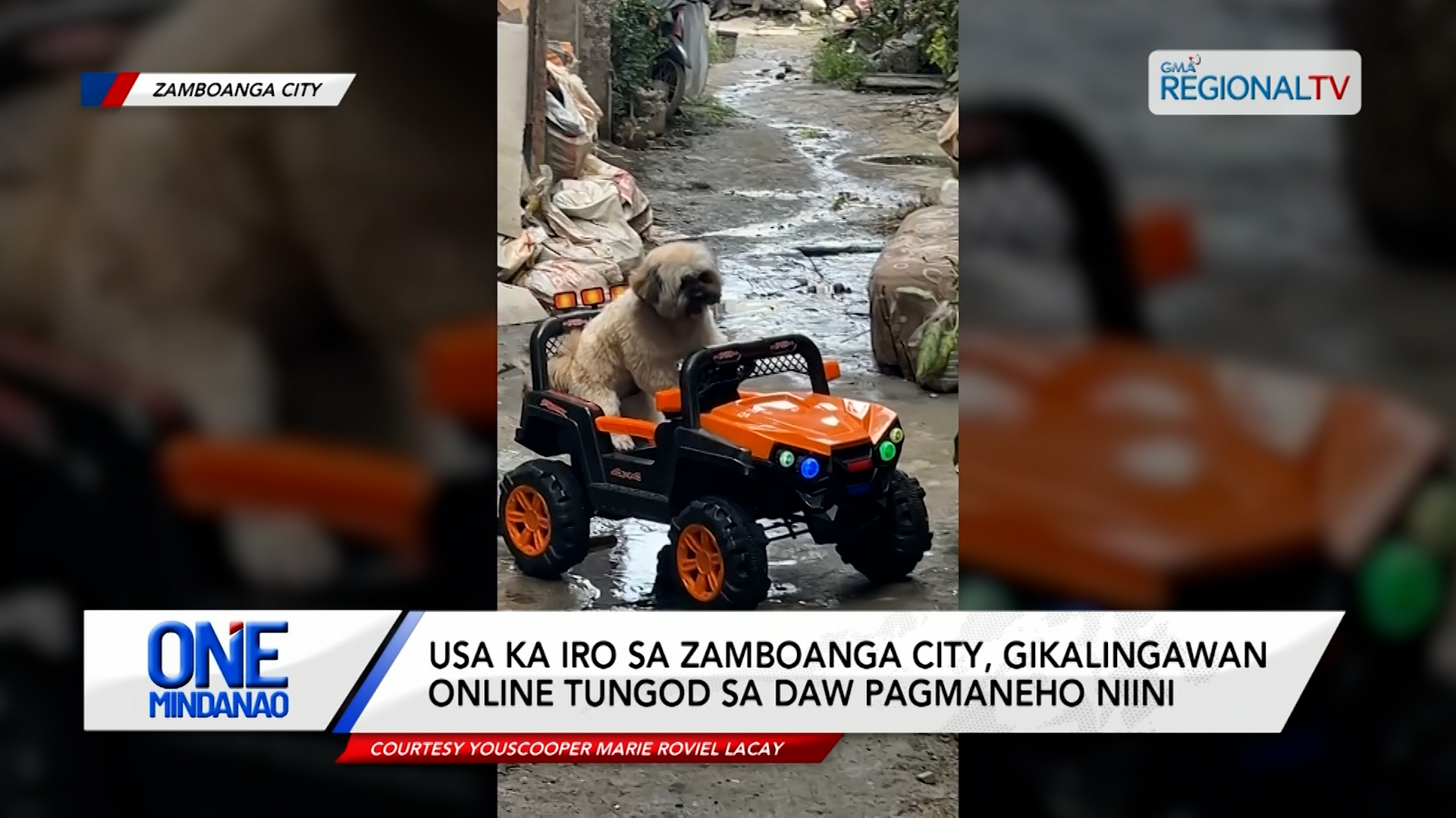 Usa ka iro sa Zamboanga City, gikalingawan online | One Mindanao
