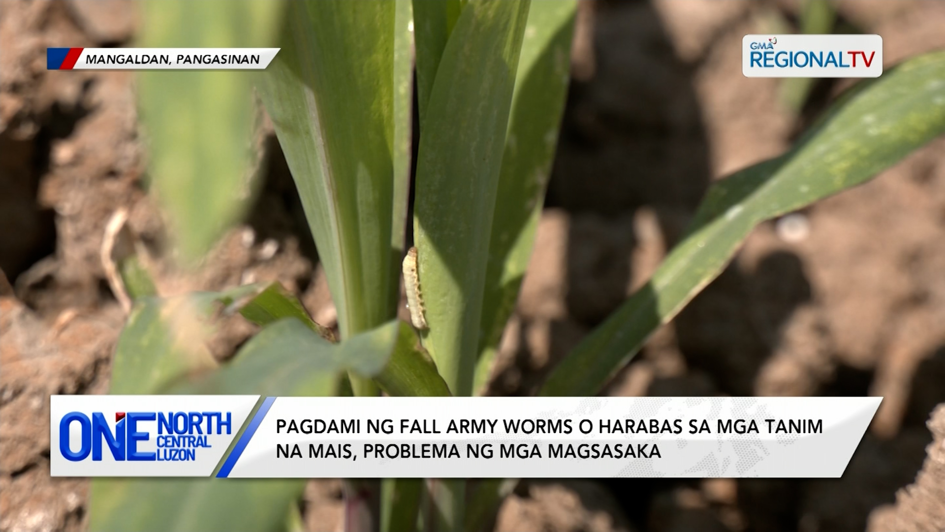 Pagdami ng harabas sa mga tanim na mais, problema ng mga magsasaka | One North Central Luzon