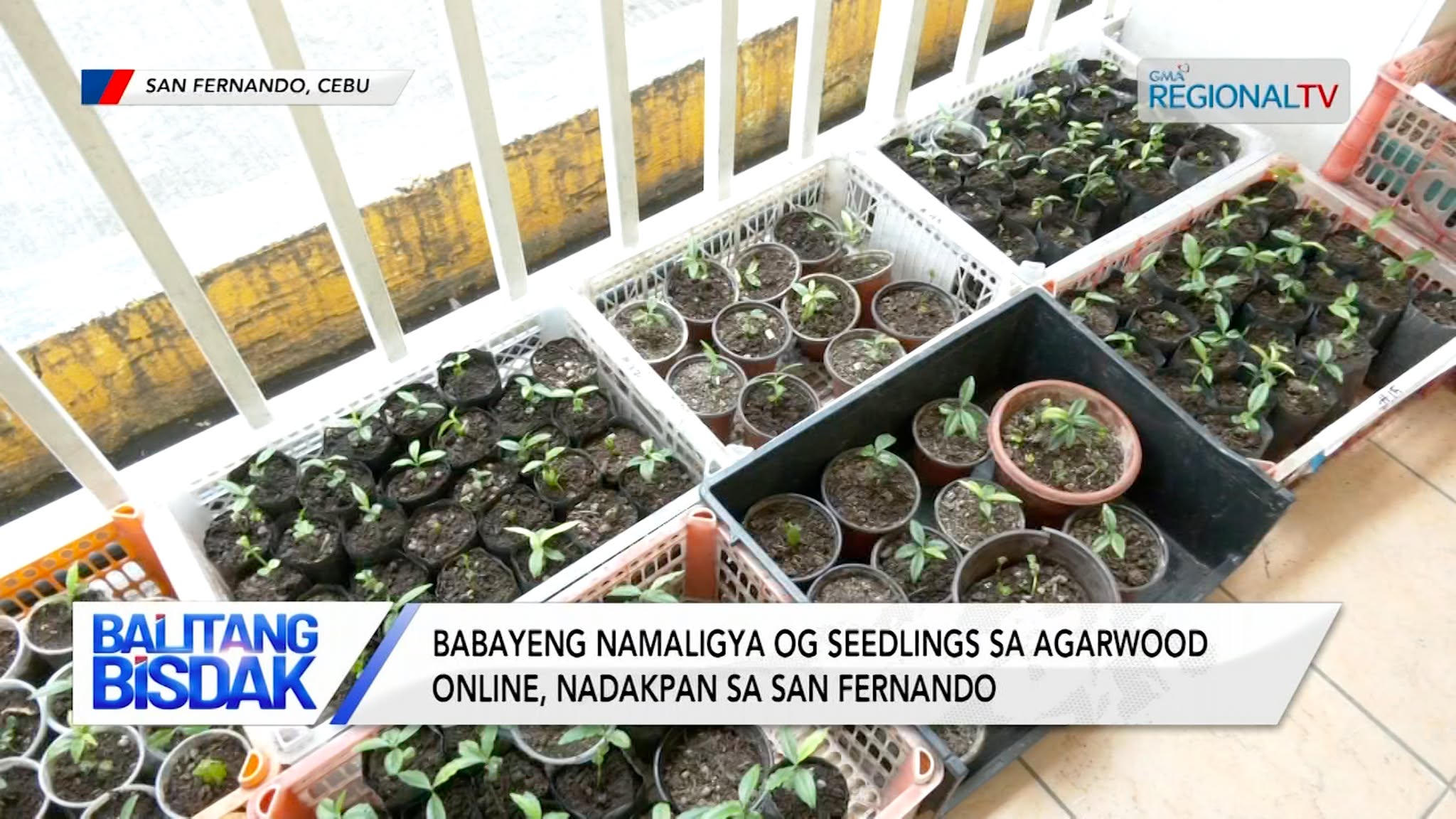 Babayeng namaligya og Seedlings sa Agarwood Online, nadakpan sa San Fernando | Balitang Bisdak