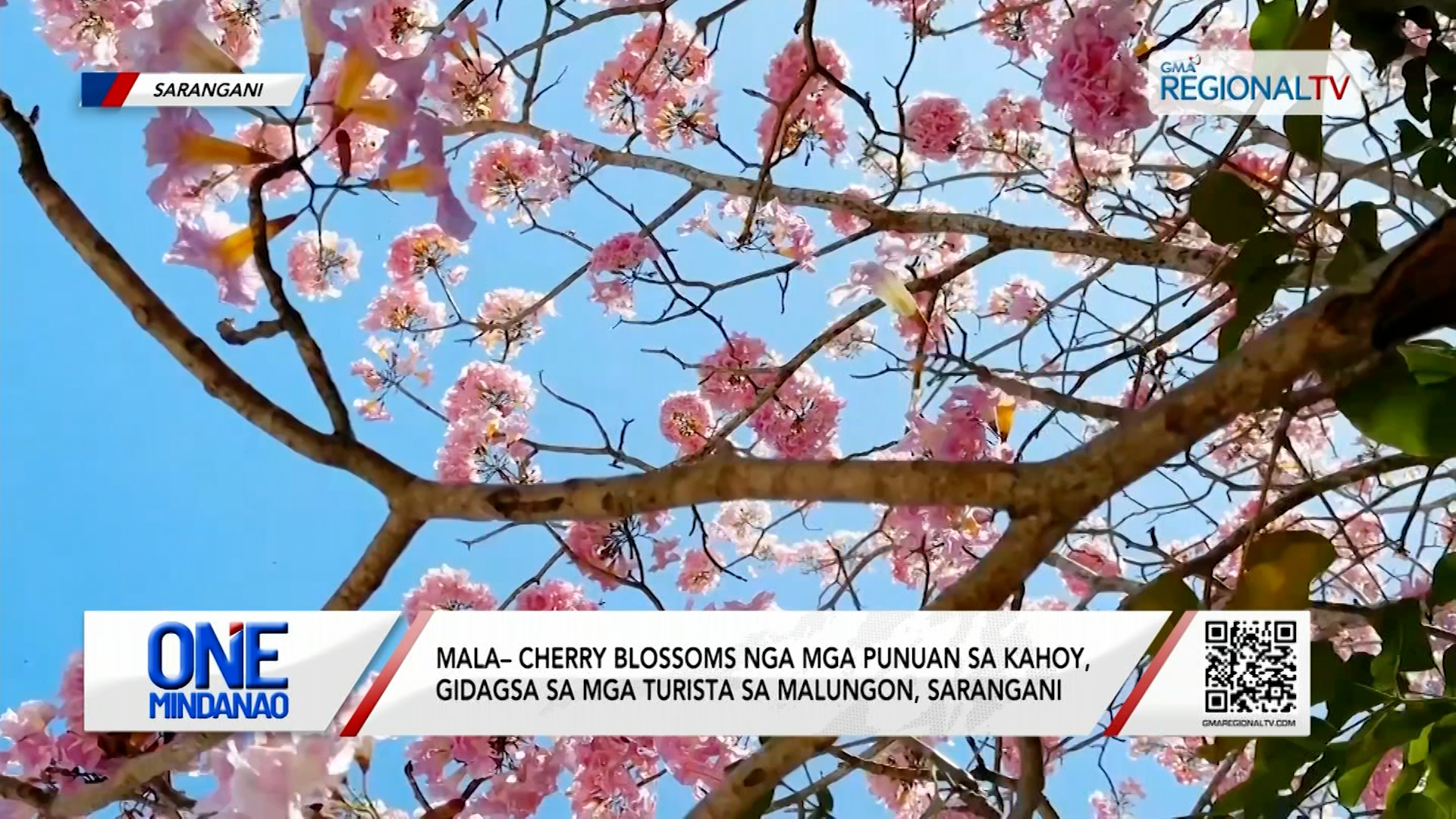 Mala – Cherry Blossoms nga mga punuan sa kahoy, gidagsa | One Mindanao