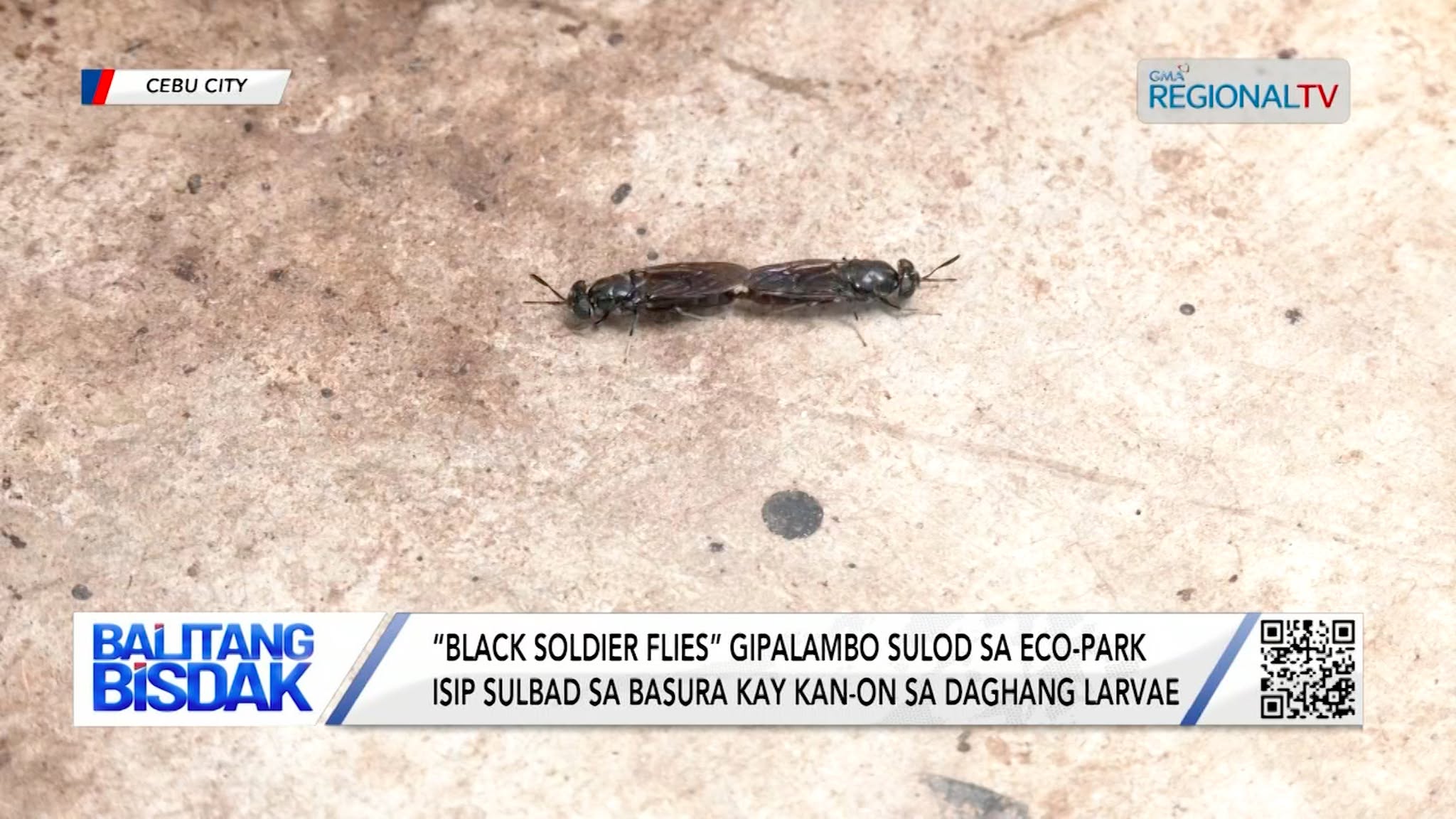 “Black Soldier Flies” gipalambo Isip Sulbad sa Basura | Balitang Bisdak