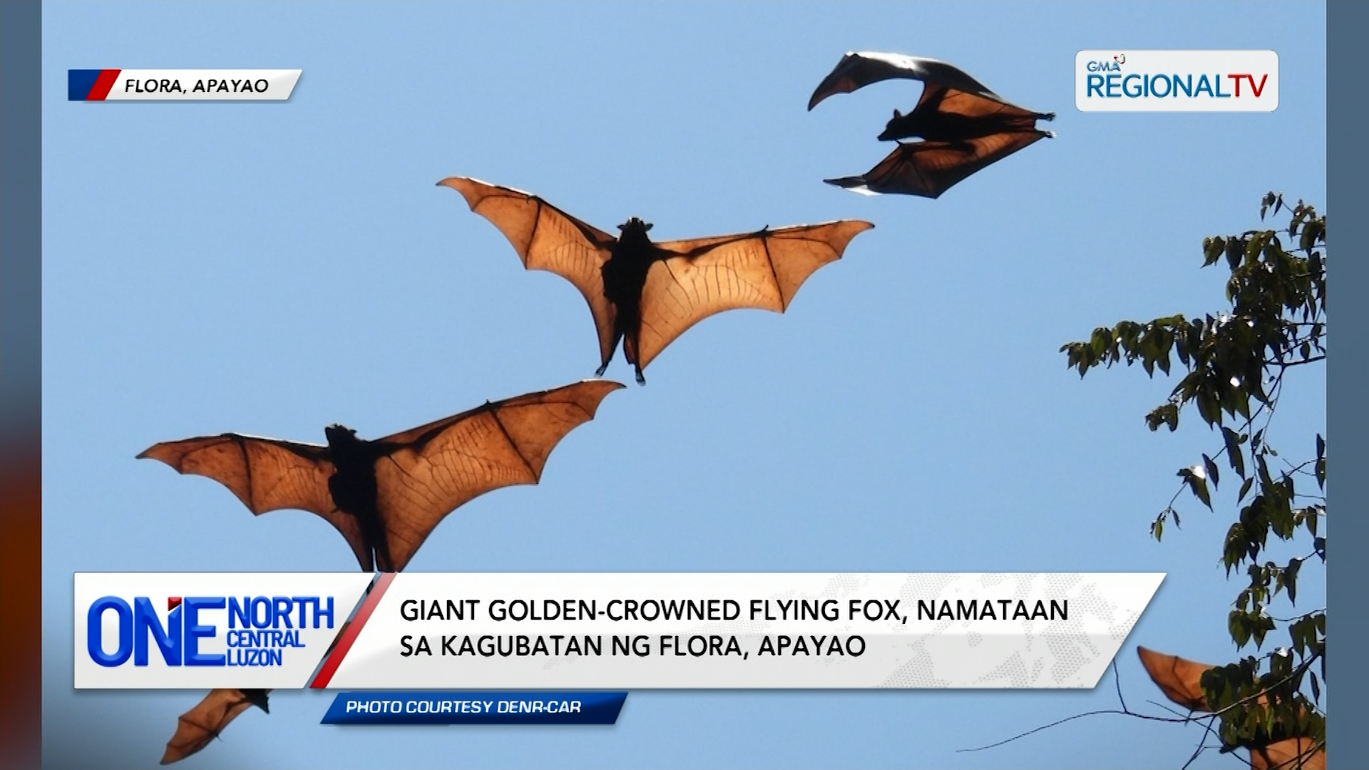 Giant golden-crowned flying fox, namataan sa kagubatan ng Flora, Apayao | One North Central Luzon