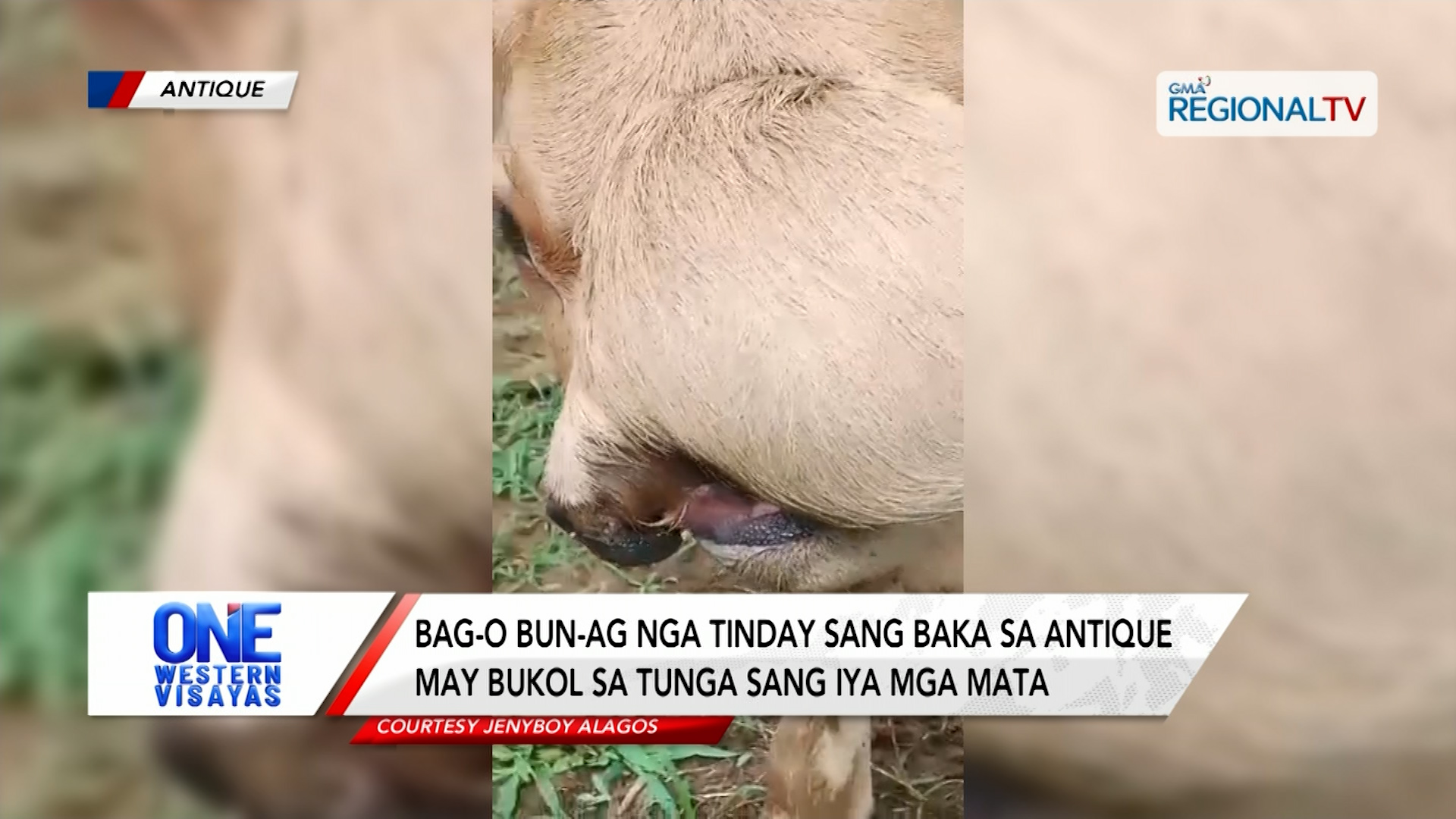 Tinday nga baka sa Antique, may dako nga bukol sa tunga sang iya mga mata | One Western Visayas