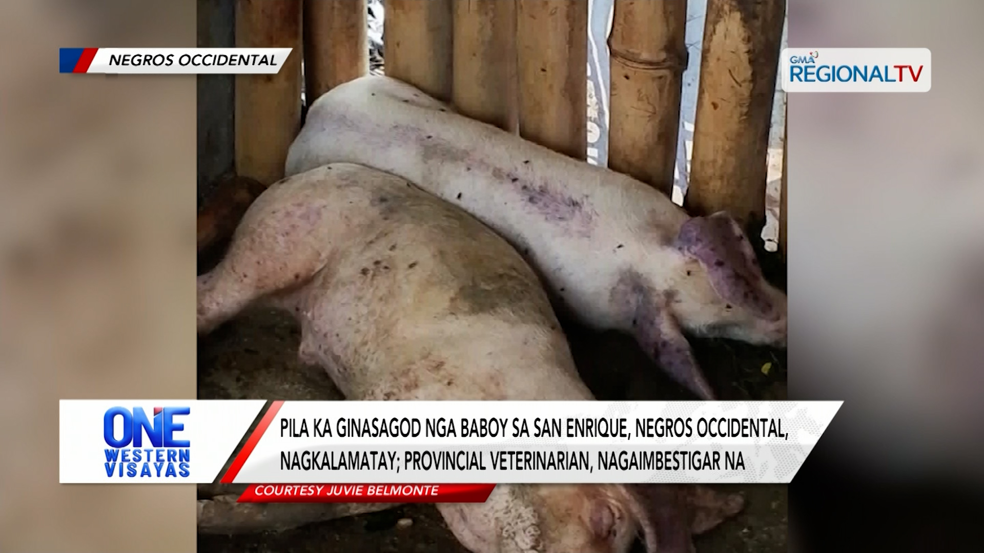 Pila ka ginasagod nga baboy sa San Enrique, Negros Occidental, nagkalamatay | One Western Visayas