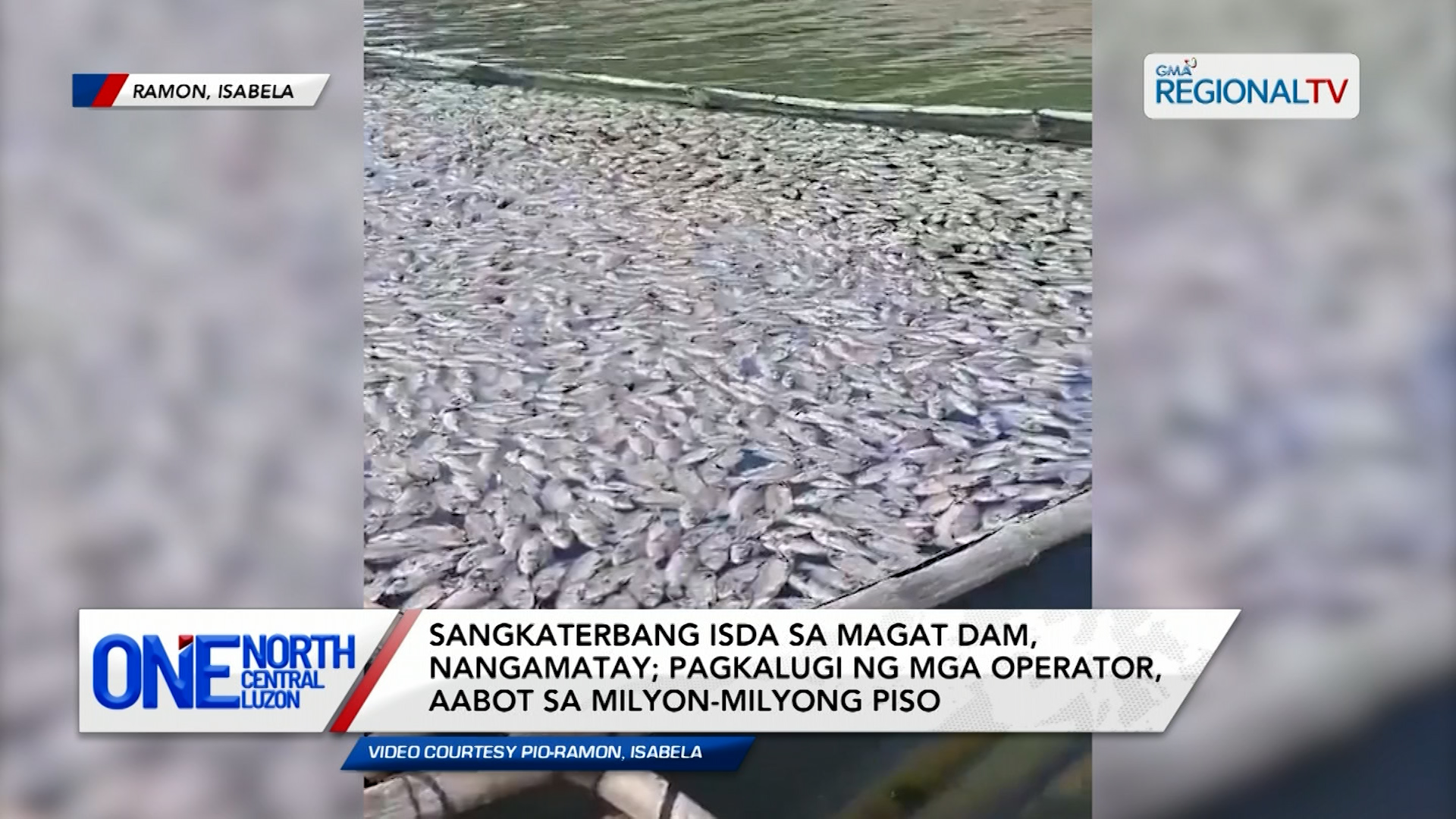 Sangkaterbang isda sa Magat Dam, nangamatay | One North Central Luzon