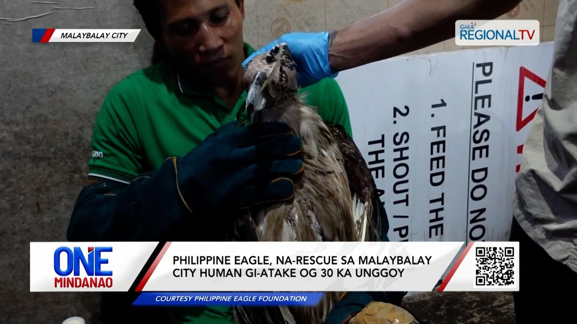 Philippine Eagle, gi-atake matod pa og 30 ka unggoy sa Malaybalay City, na-rescue I One Mindanao