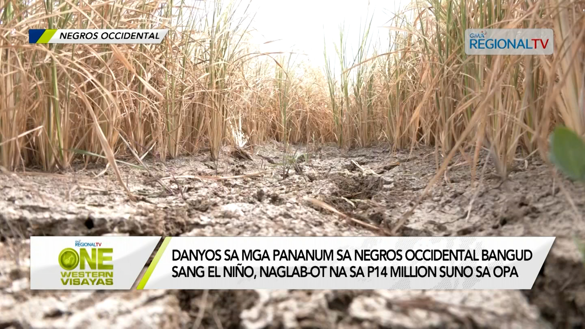P14 million nga danyos sa mga pananum sa Negros Occidental bangud sang el niño