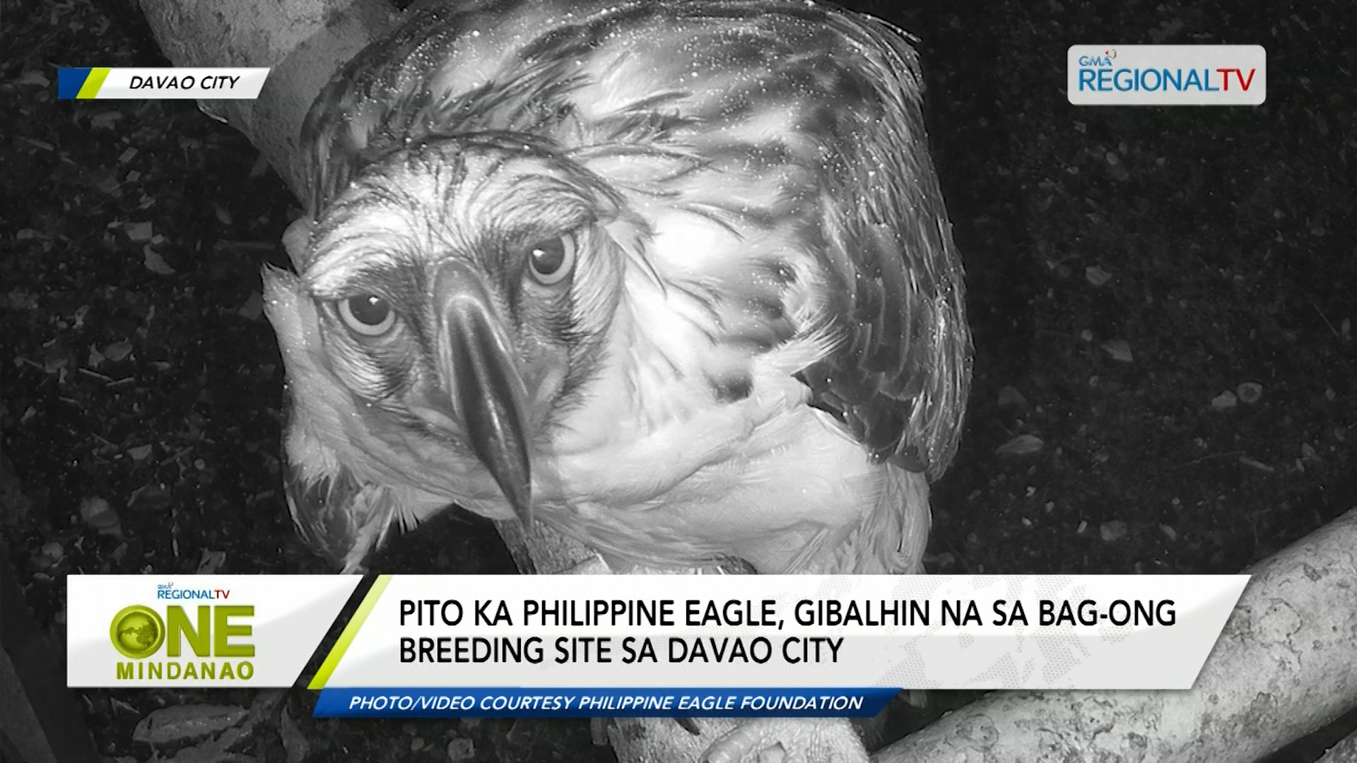 Pito ka Philippine Eagle, gibalhin na sa bag-ong breeding site sa Davao City