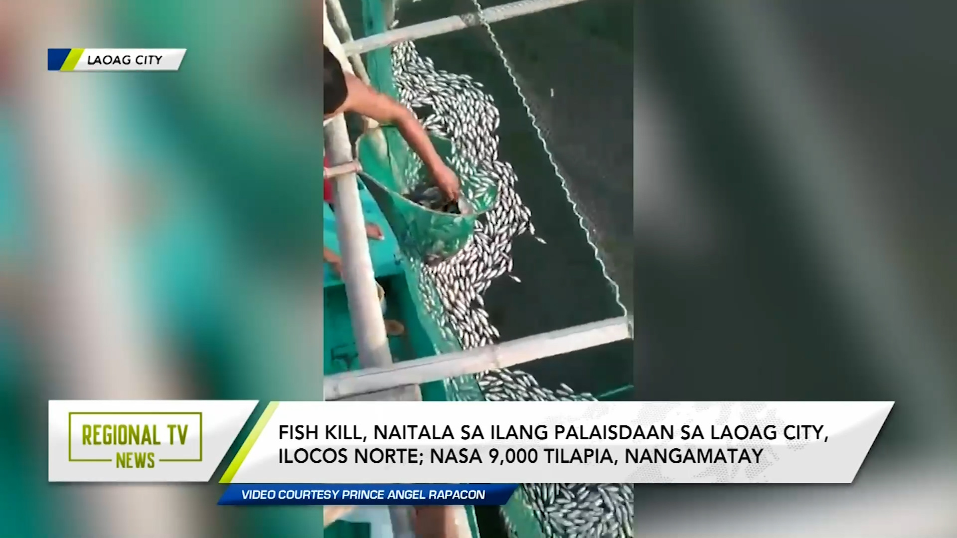 Fish kill, naitala sa ilang palaisdaan sa Laoag City, Ilocos Norte
