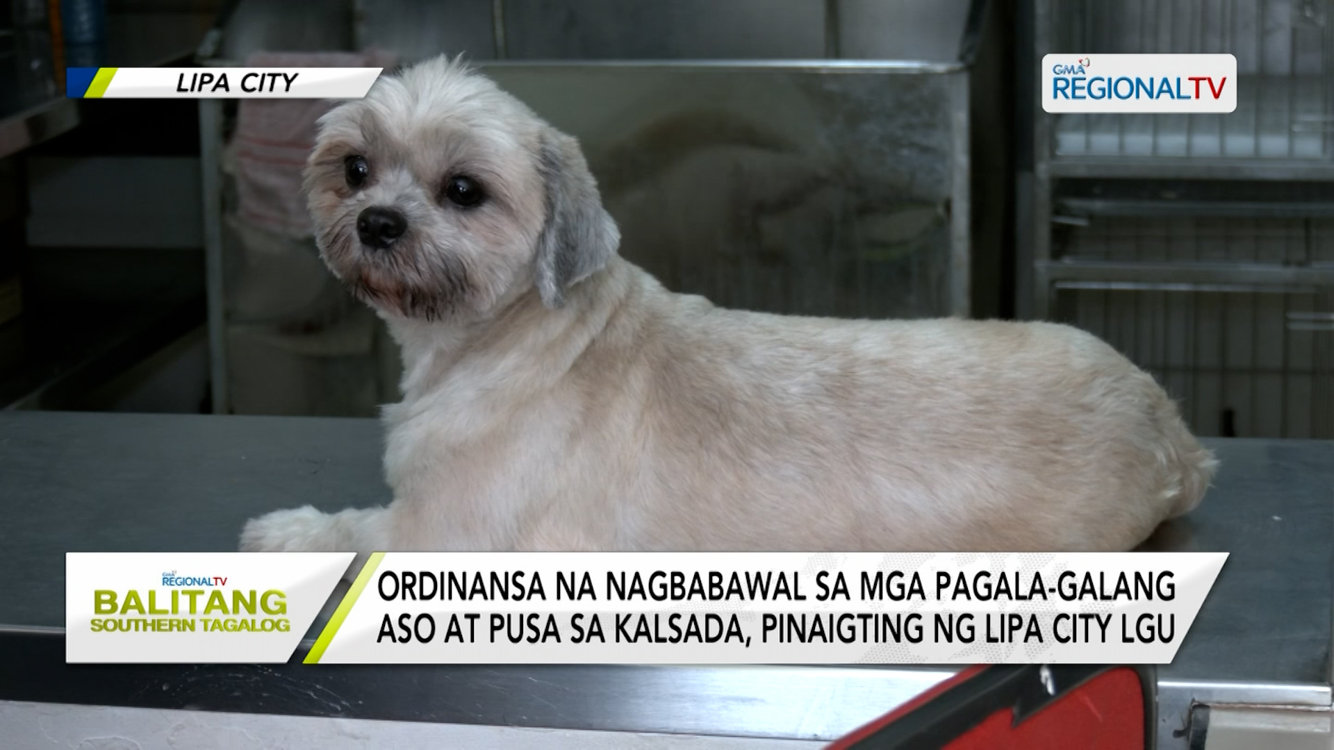 Ordinansang nagbabawal sa mga galang aso at pusa sa Lipa City, pinaigting