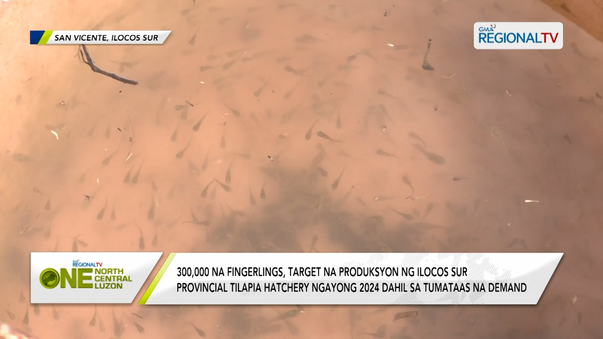 300,000 na fingerlings, target ng Ilocos Sur Provincial Tilapia Hatchery