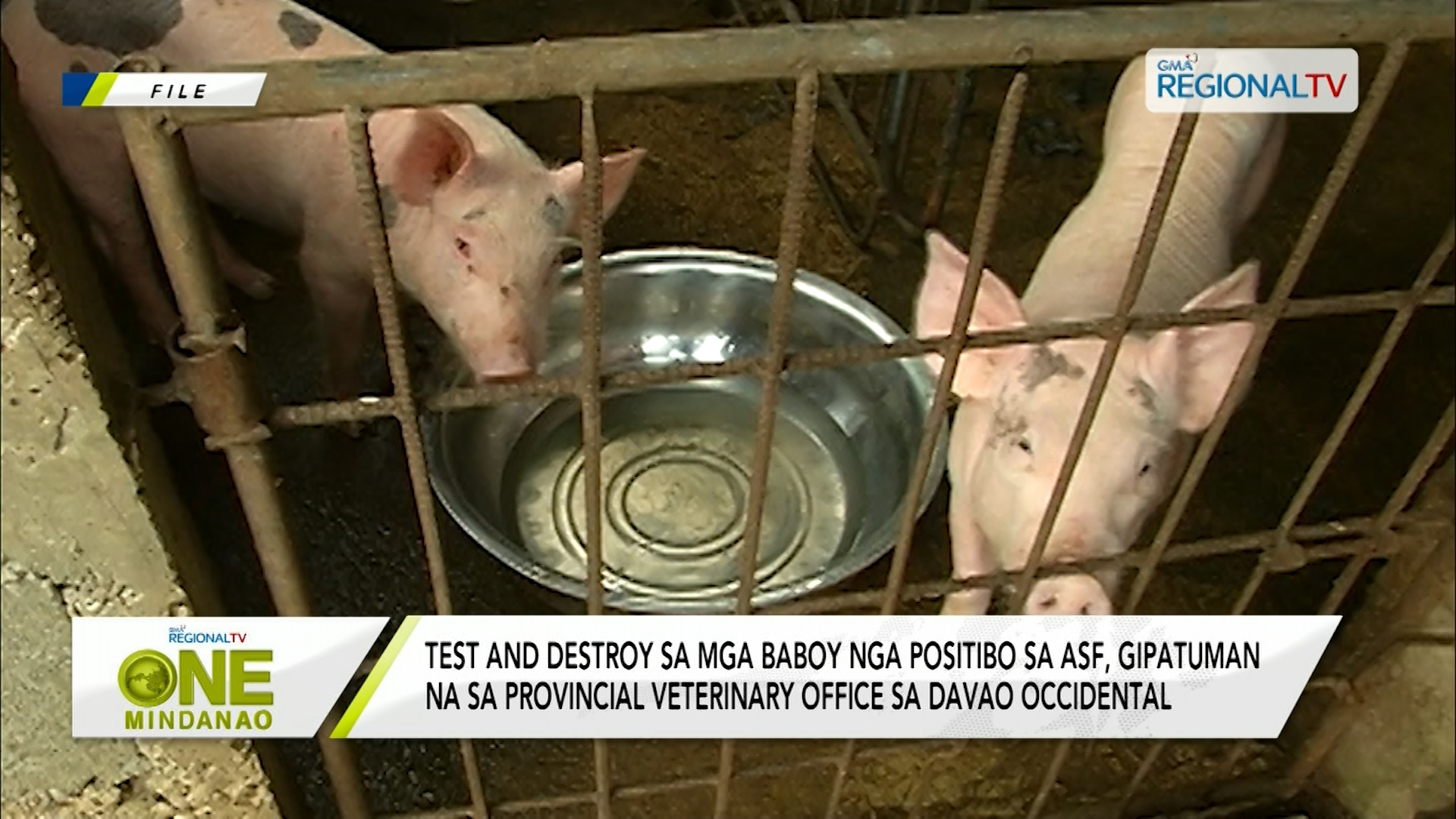 Mga baboy, gibaligya nga bagsak-presyo tungod sa hulga sa ASF
