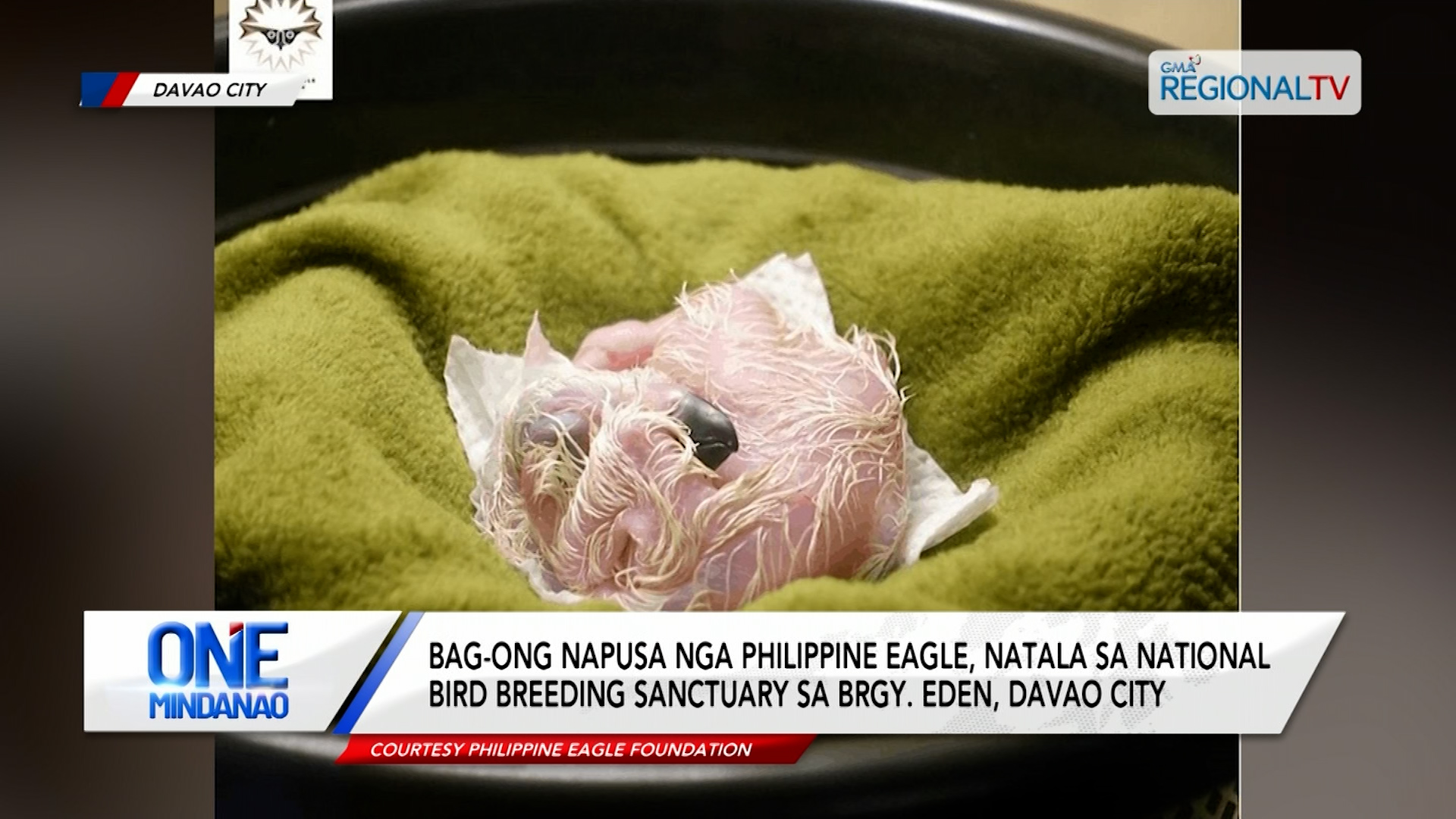 Bag-ong napusa nga Philippine Eagle, natala sa National Bird Breeding Sanctuary