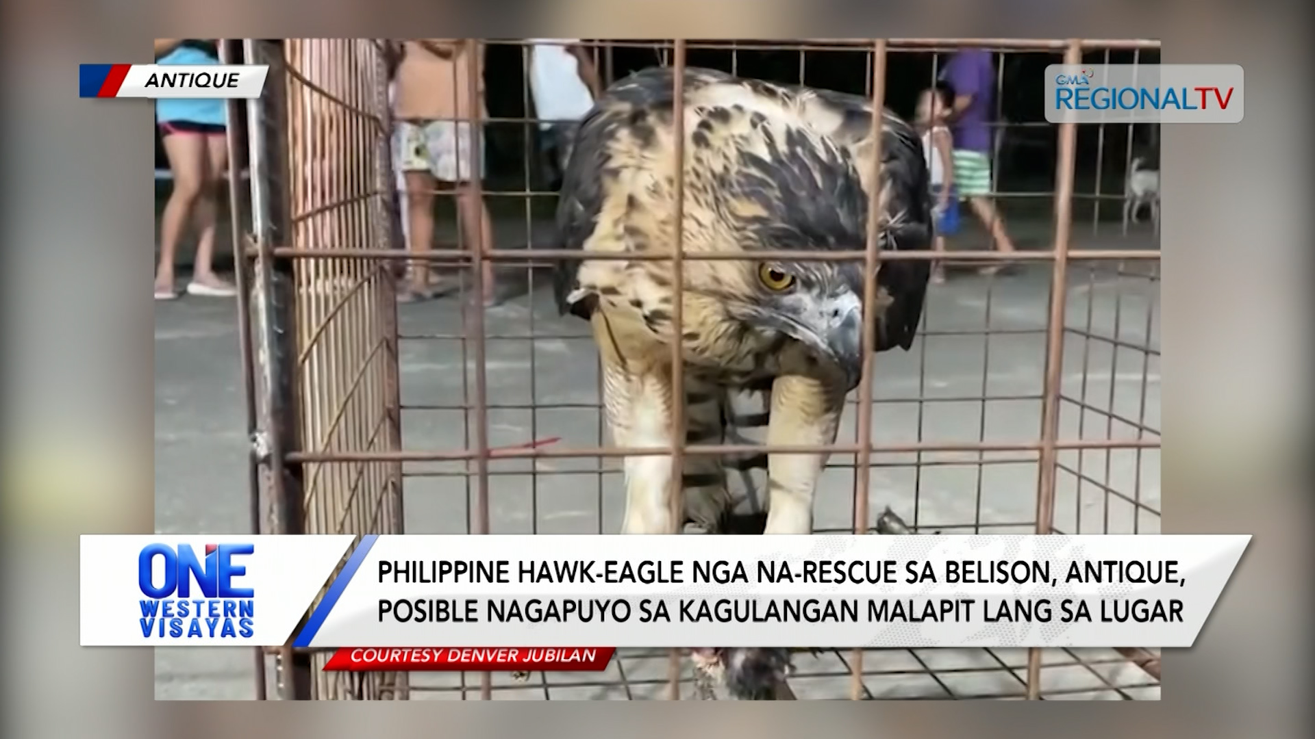 Philippine hawk-eagle  na-rescue sa mga residente sa Belison, Antique