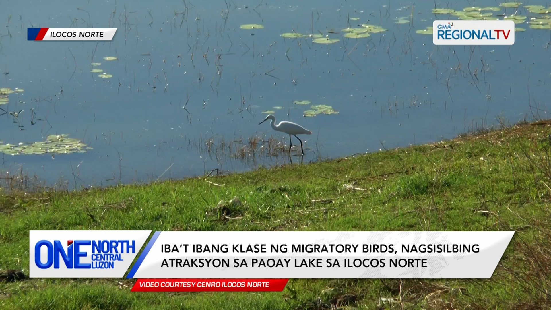 Iba’t ibang klase ng migratory birds, nagsisilbing atraksyon sa Paoay Lake
