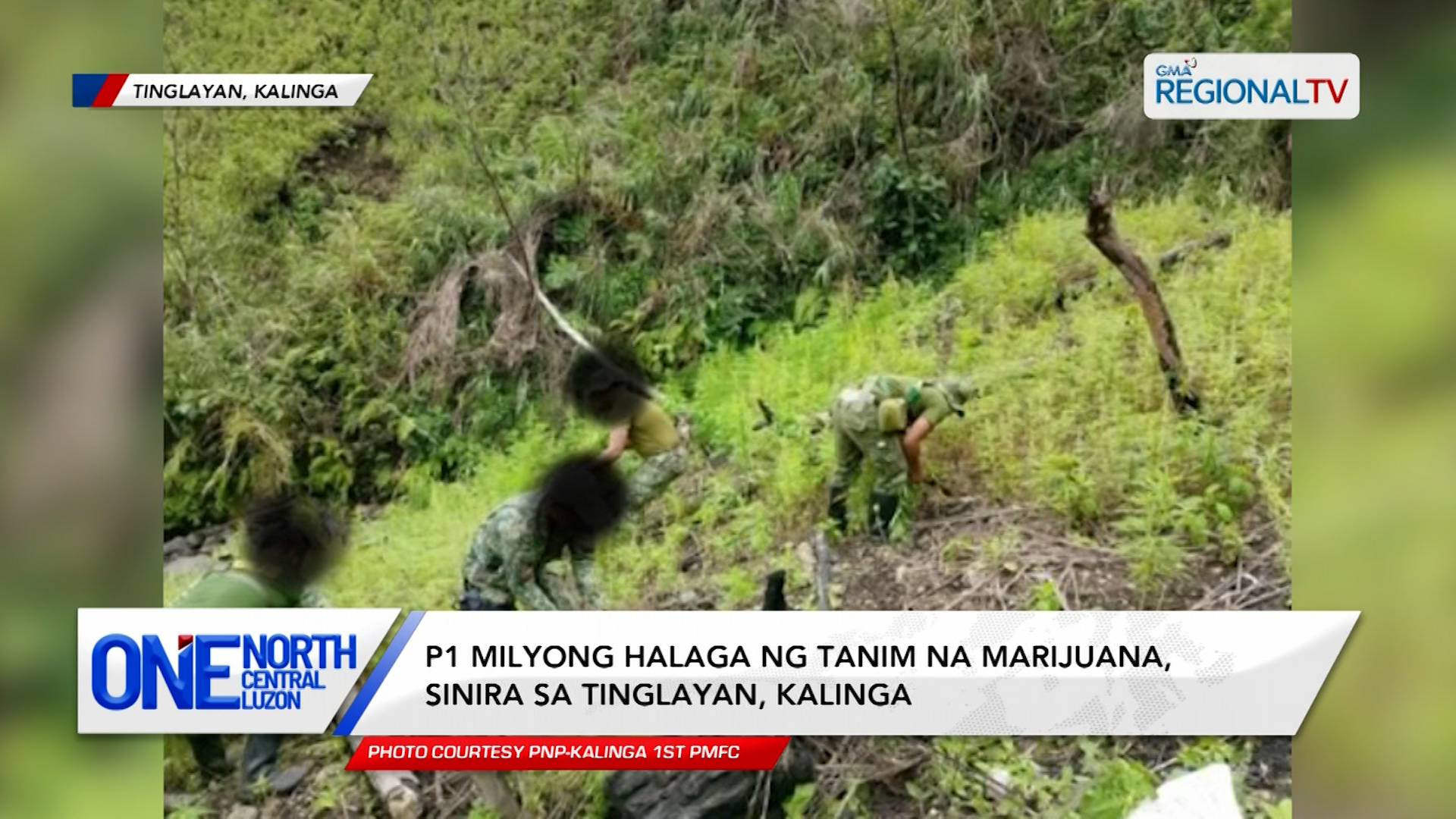 P1 milyong halaga ng tanim na marijuana, sinira sa Tinglayan, Kalinga