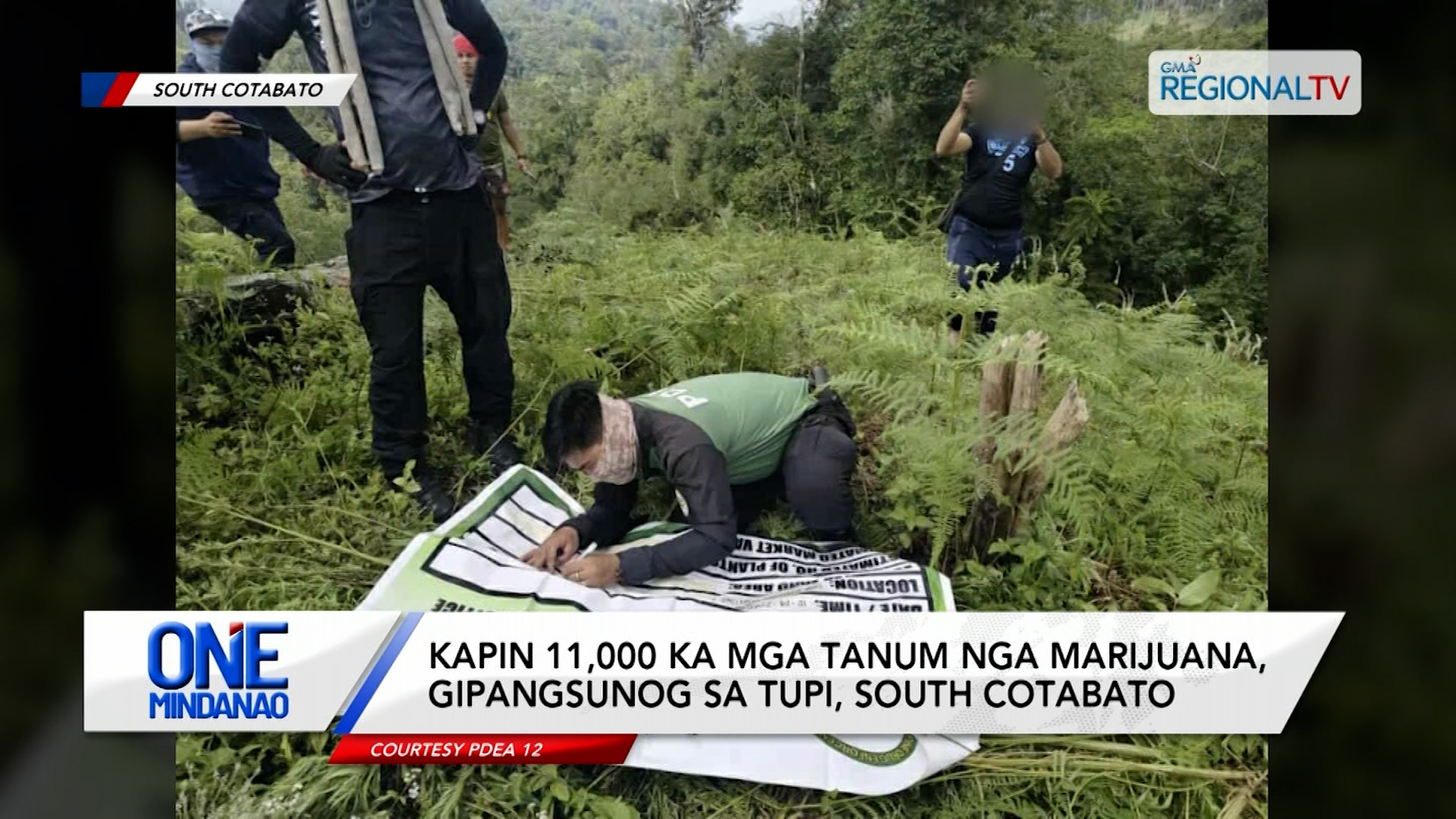Kapin 11,000 ka mga tanum nga Marijuana, gipangsunog sa Tupi, South Cotabato | One Mindanao